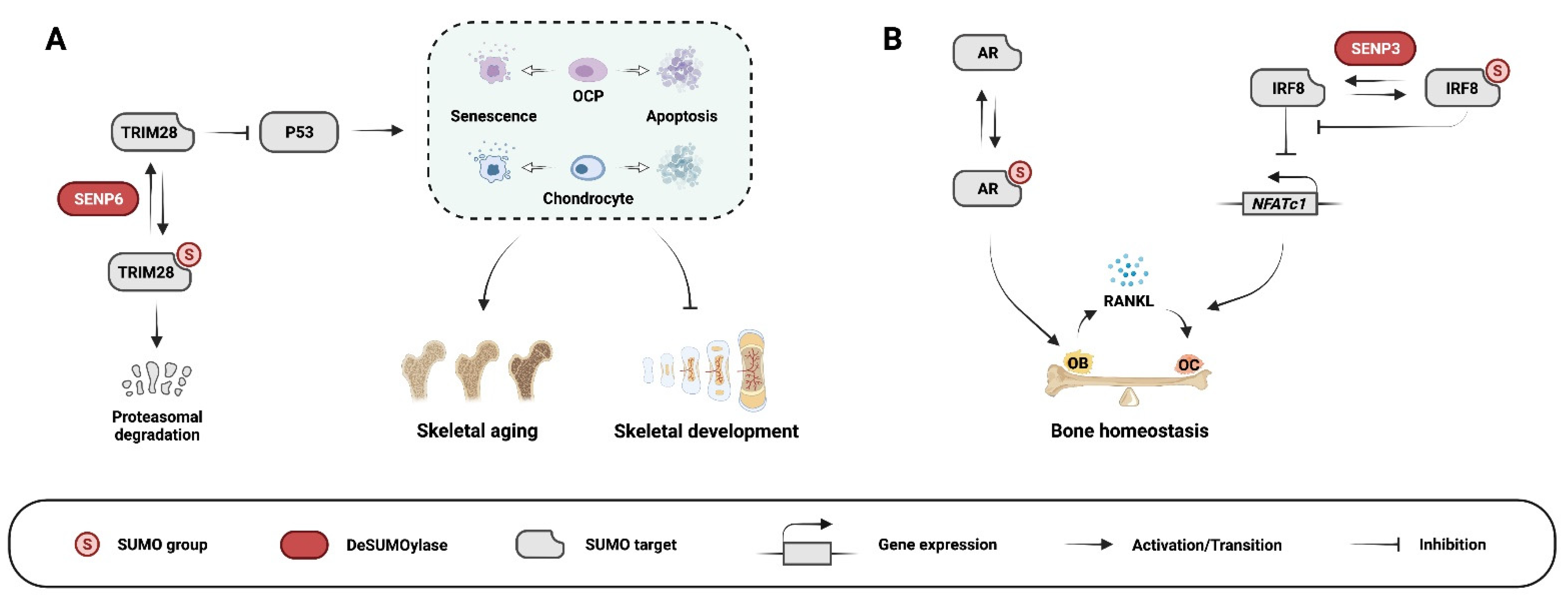 Cells 11 02710 g002 Cells 11 02710 g002