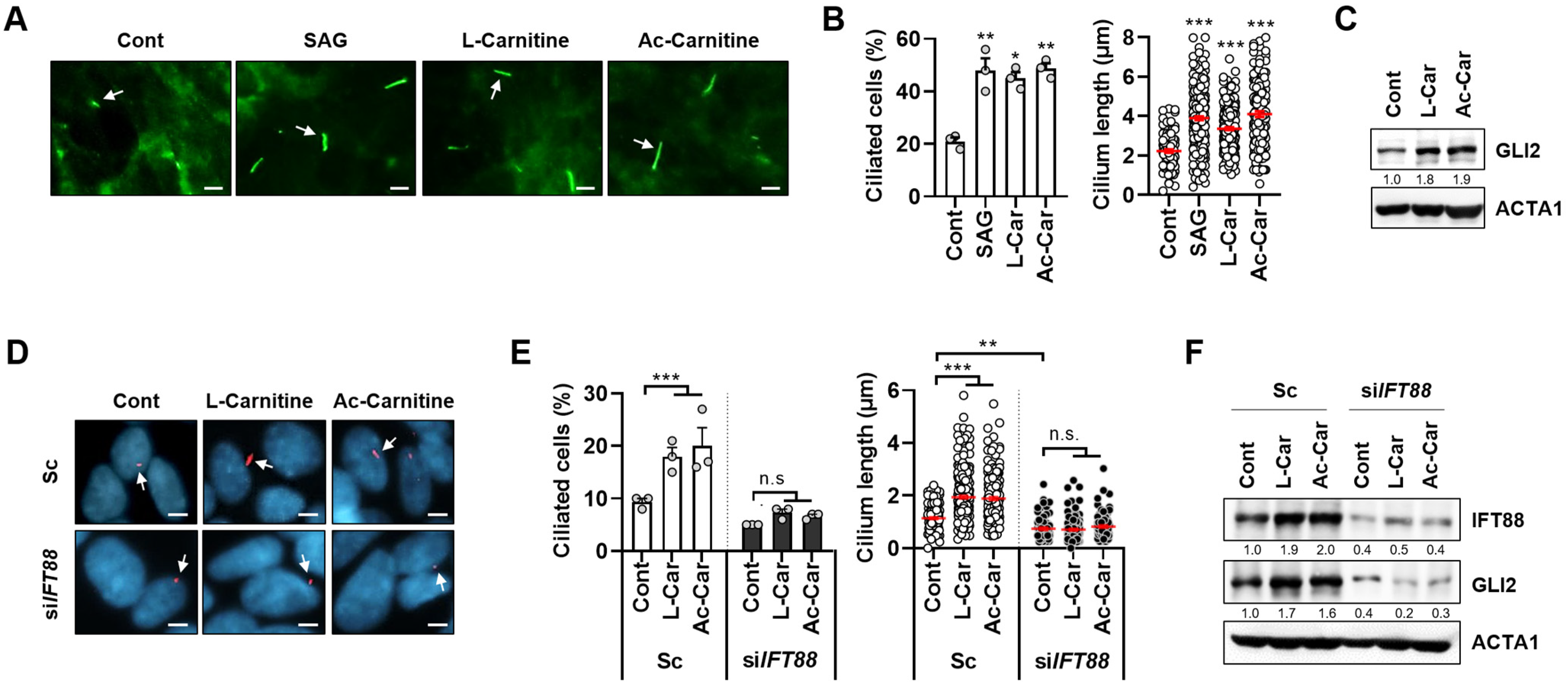 Cells 11 02722 g001 550