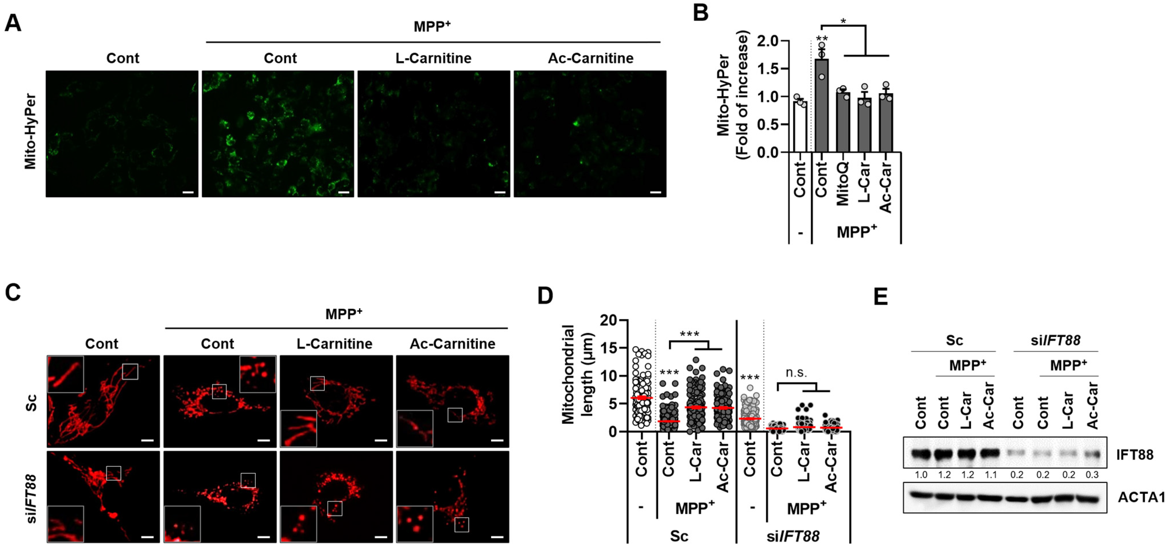Cells 11 02722 g002 550