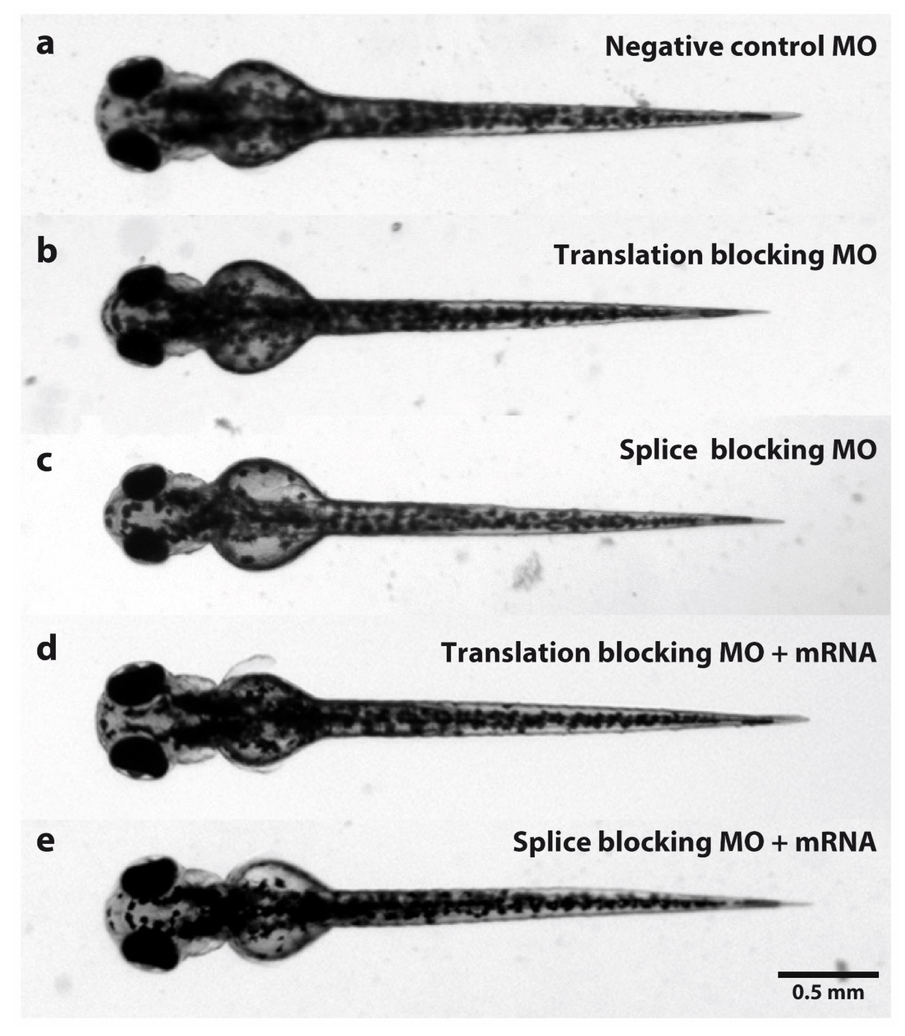 A Zebrafish/Drosophila Dual System Model for Investigating