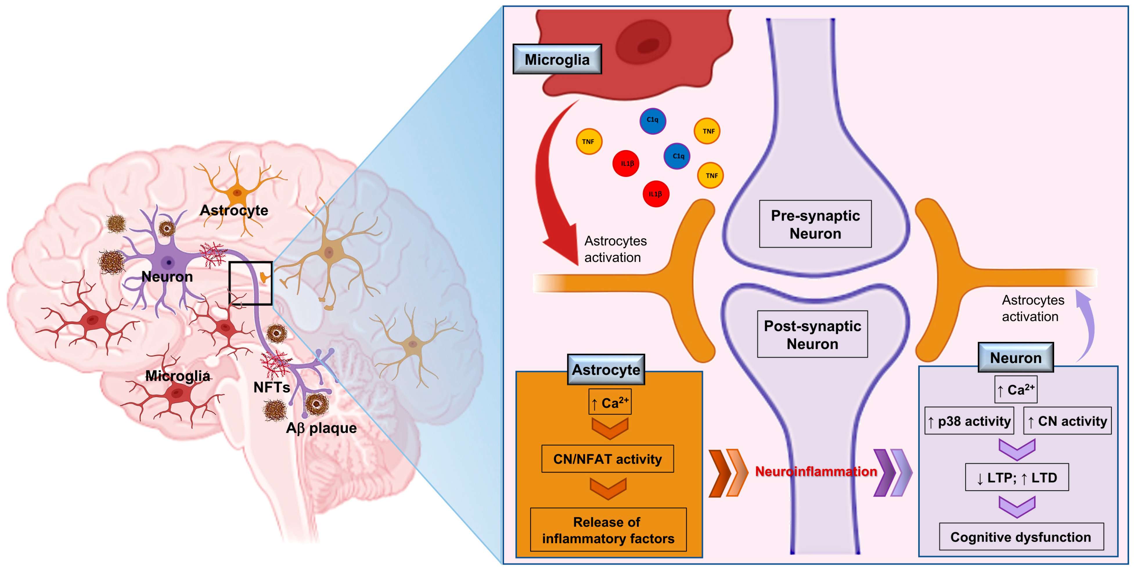 Cells 11 02728 g001 550