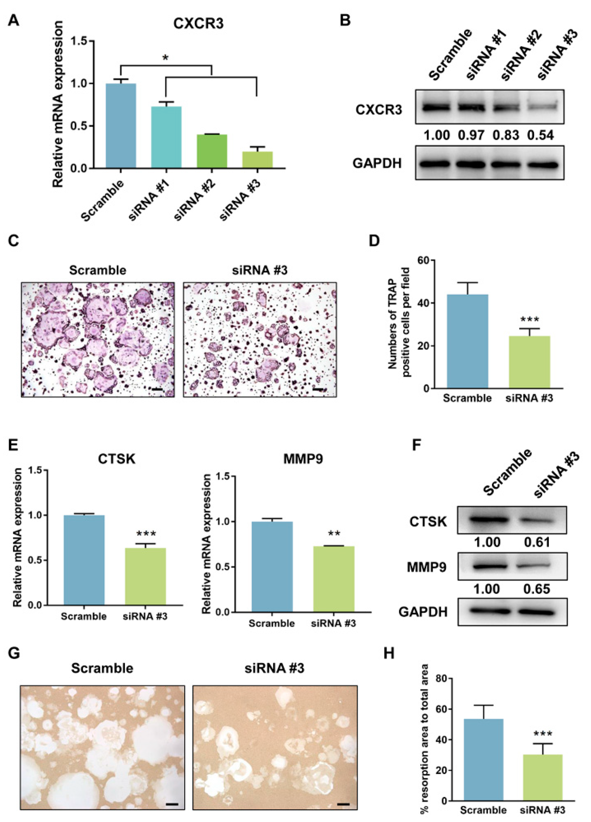 Cells 11 02729 g005 550