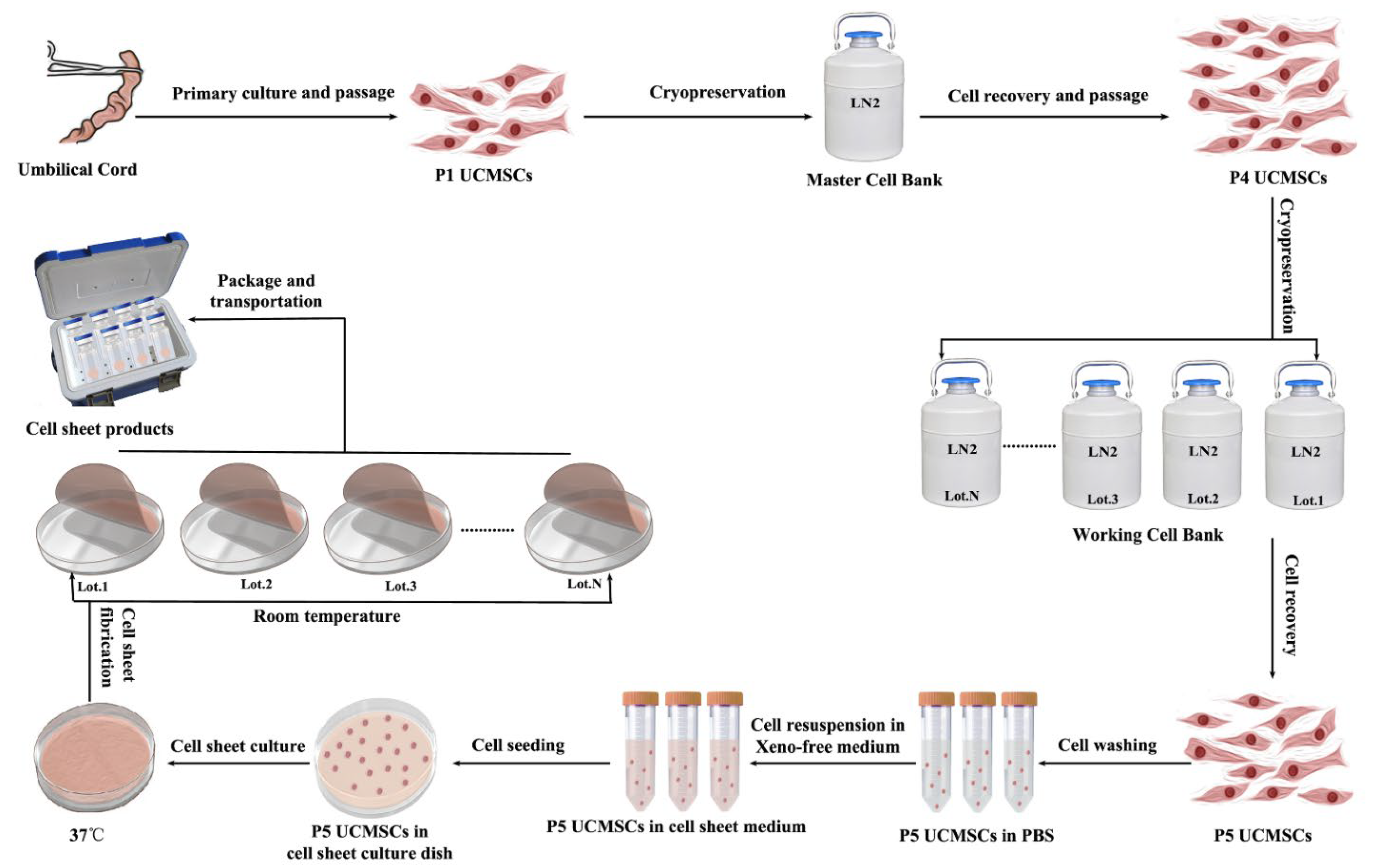 Cells 11 02732 g003 550