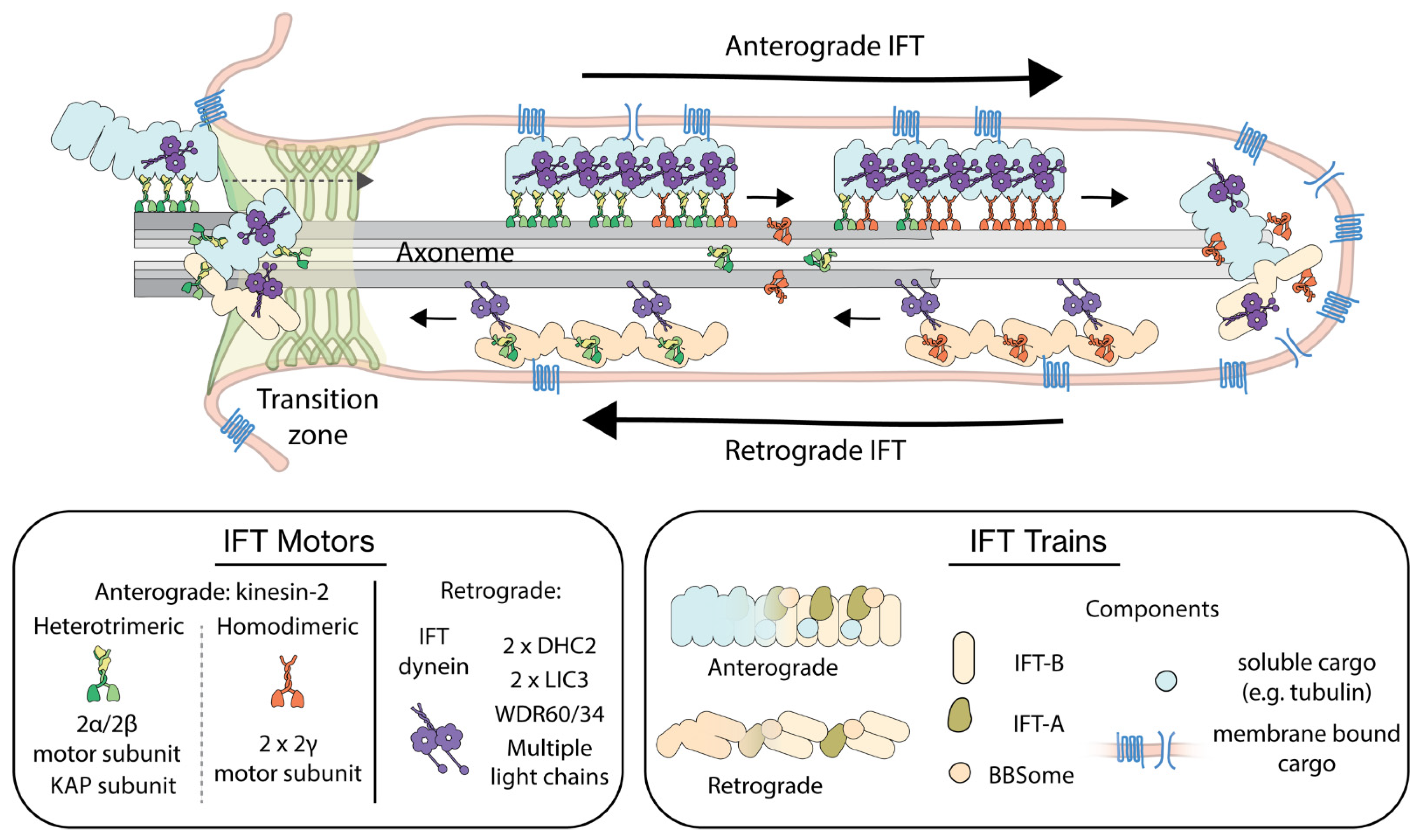 Cells 11 02737 g001 Cells 11 02737 g001