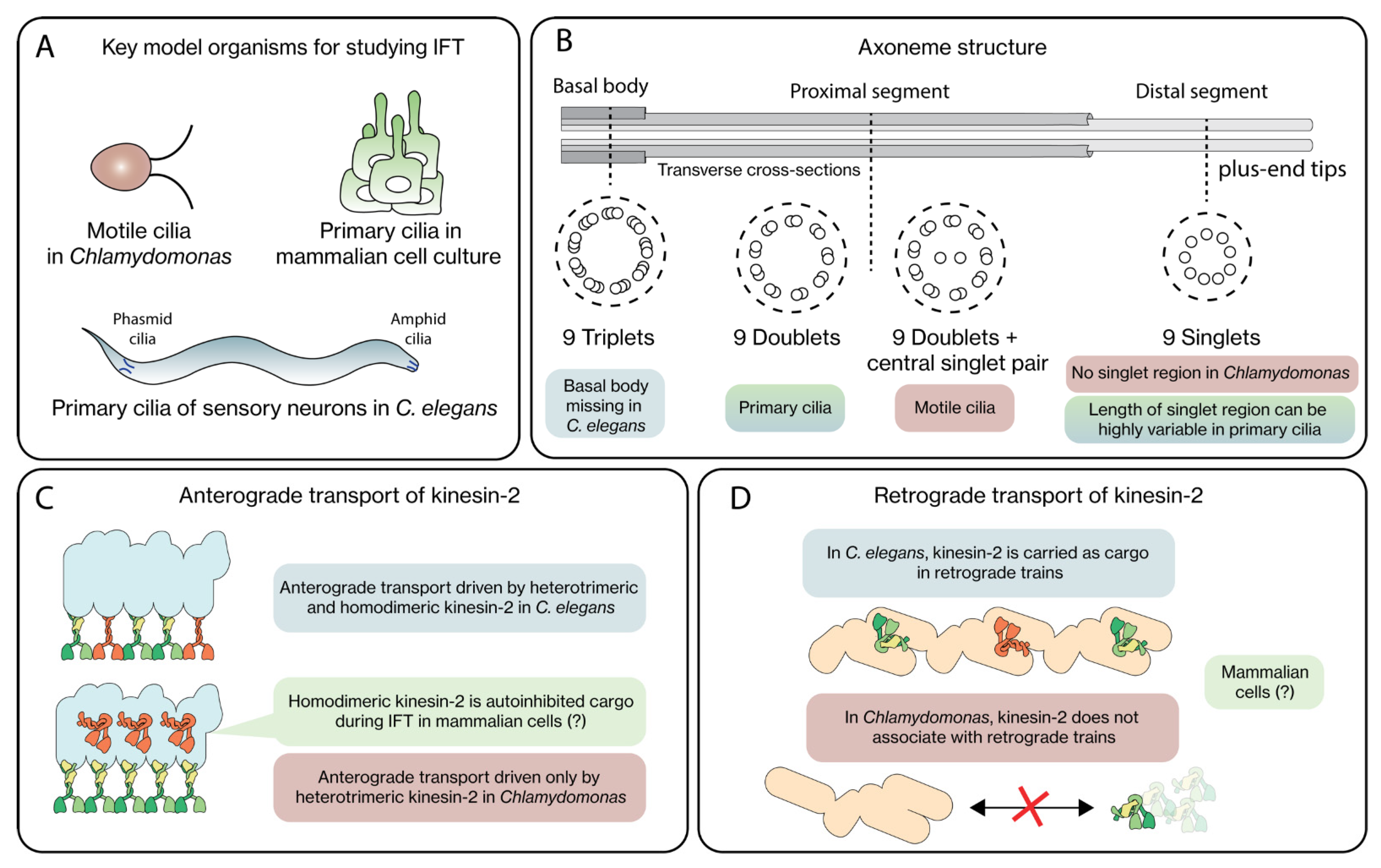 Cells 11 02737 g002 Cells 11 02737 g002
