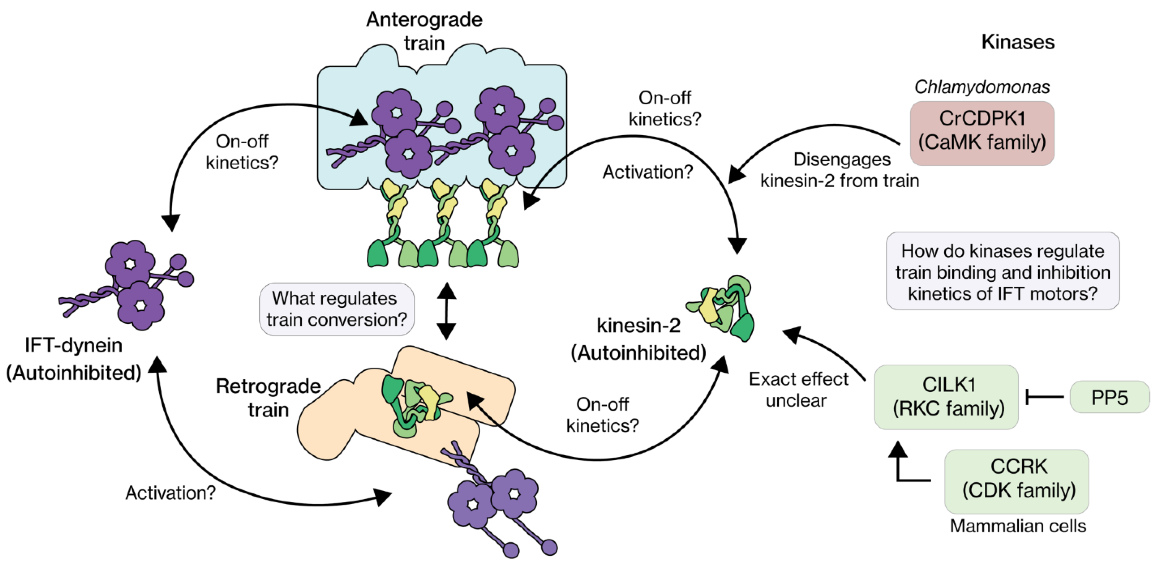 Cells 11 02737 g005 Cells 11 02737 g005