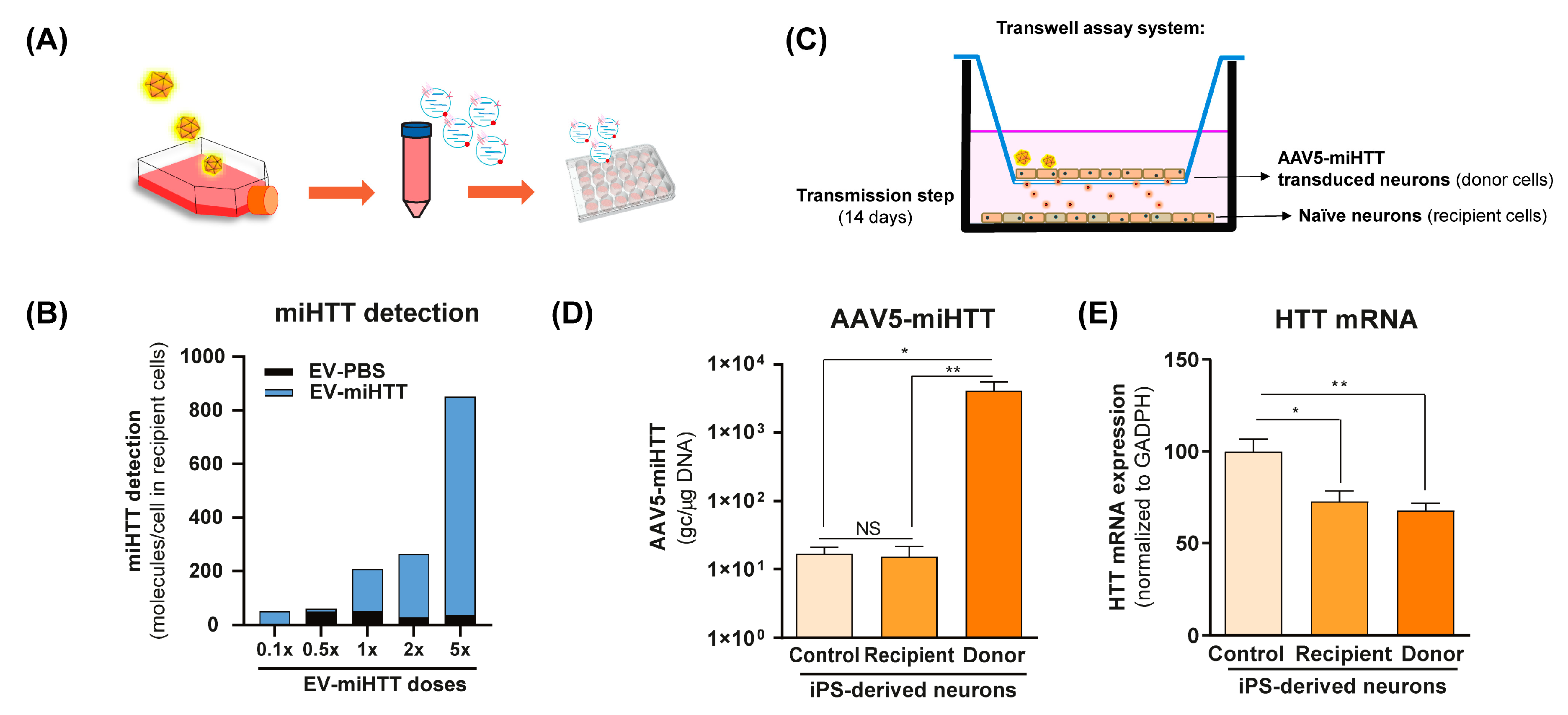 Cells 11 02748 g001 550