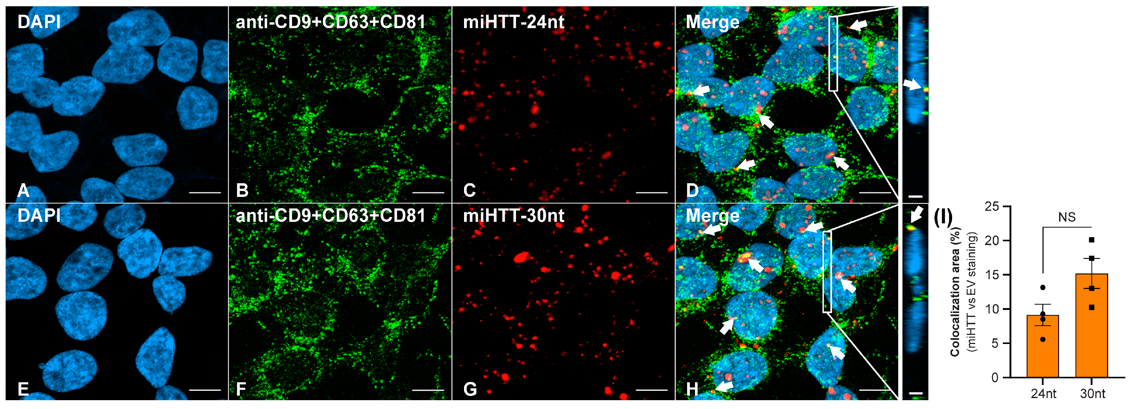 Cells 11 02748 g004 550