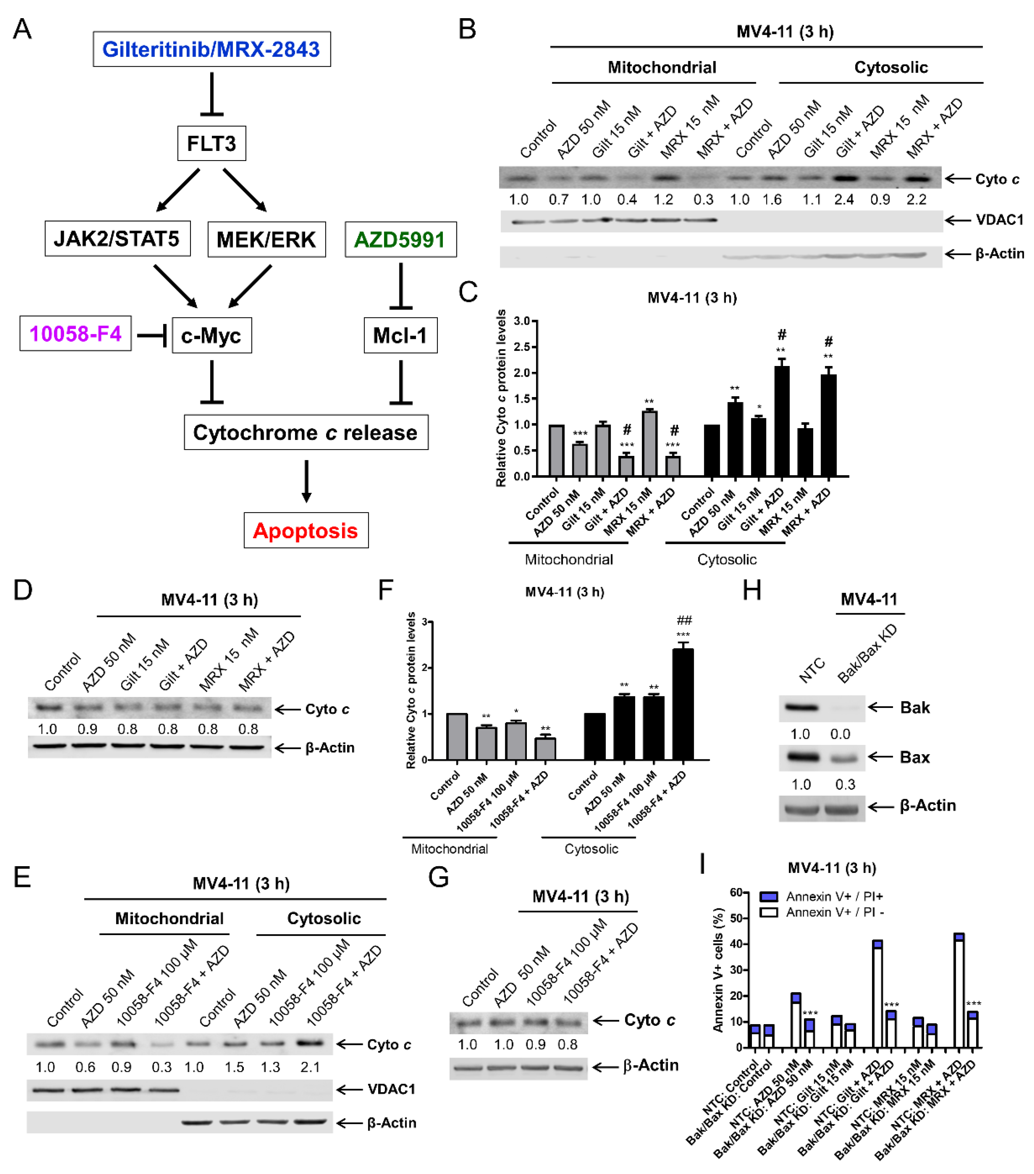 Cells 11 02752 g005 550