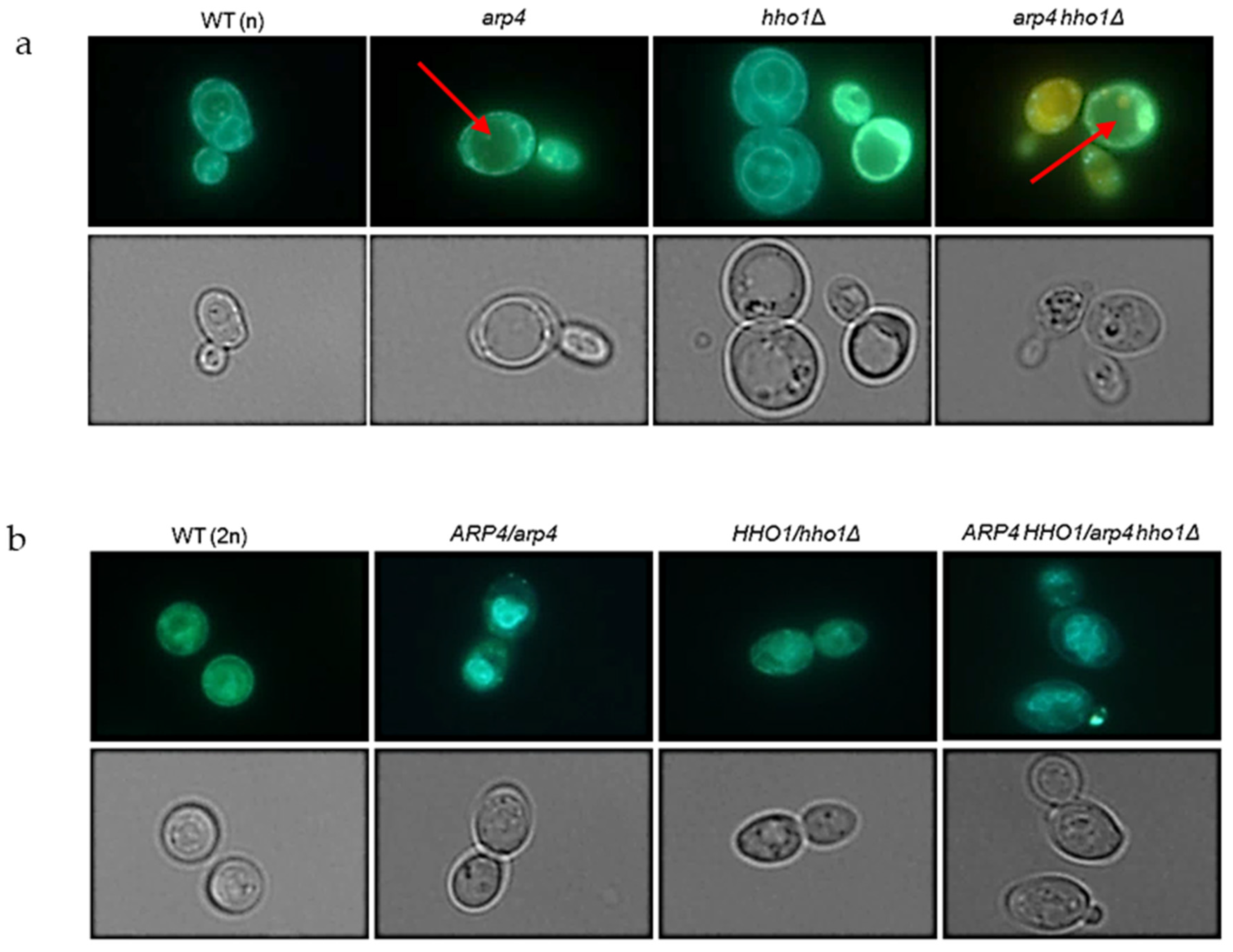 Cells 11 02754 g008 550