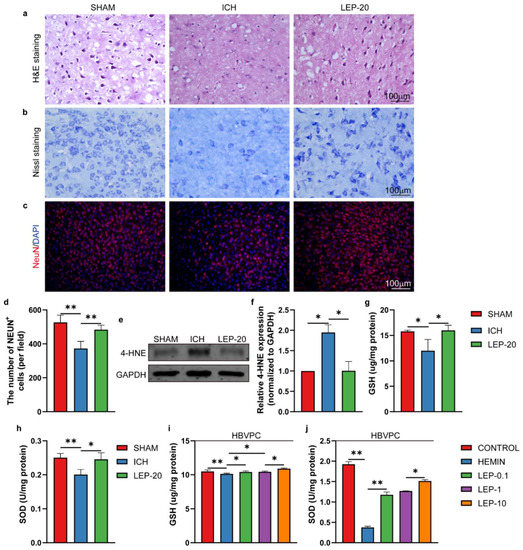 Leptin Promotes Angiogenesis via Pericyte STAT3 Pathway upon ...