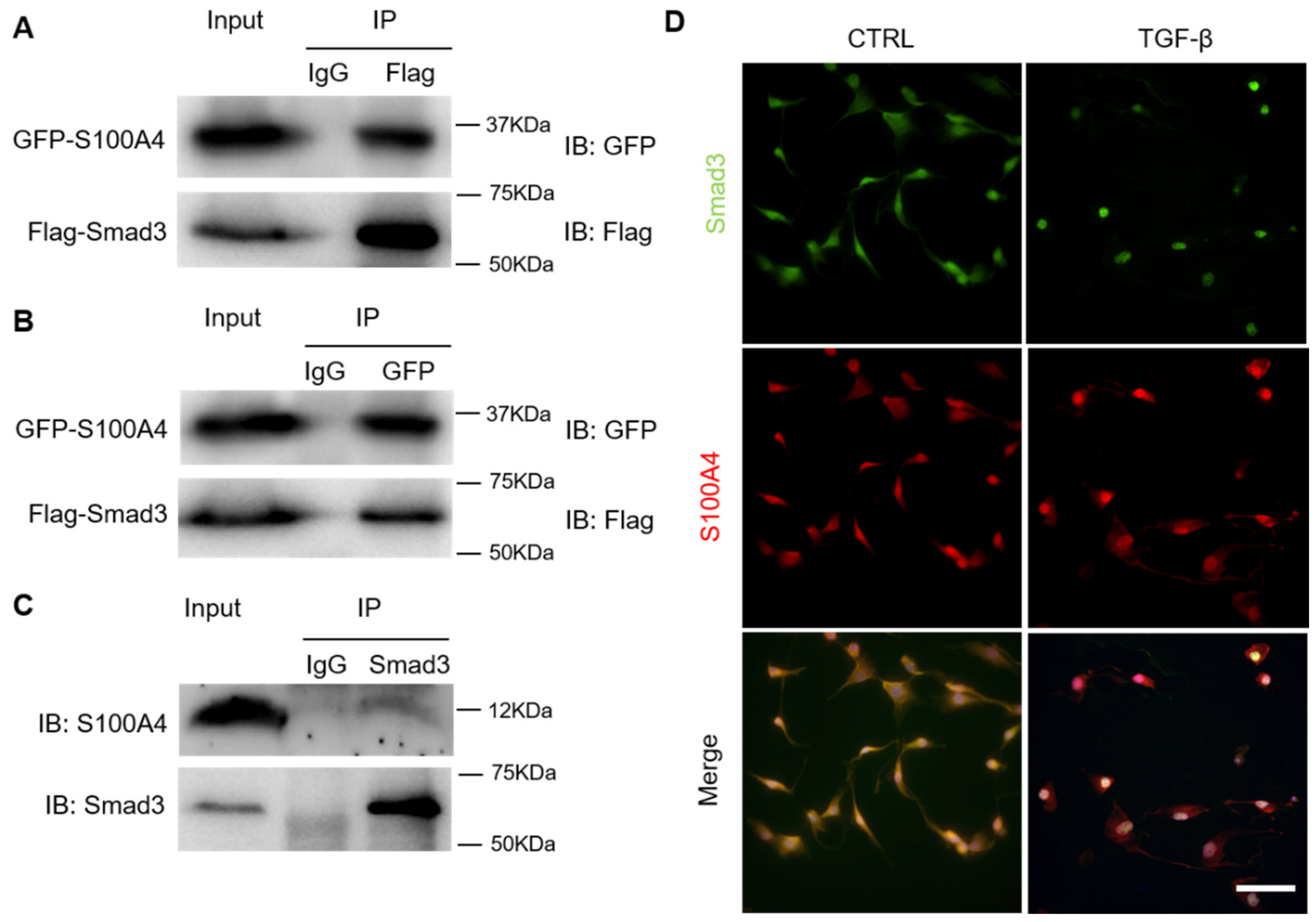 Cells 11 02762 g003 Cells 11 02762 g003