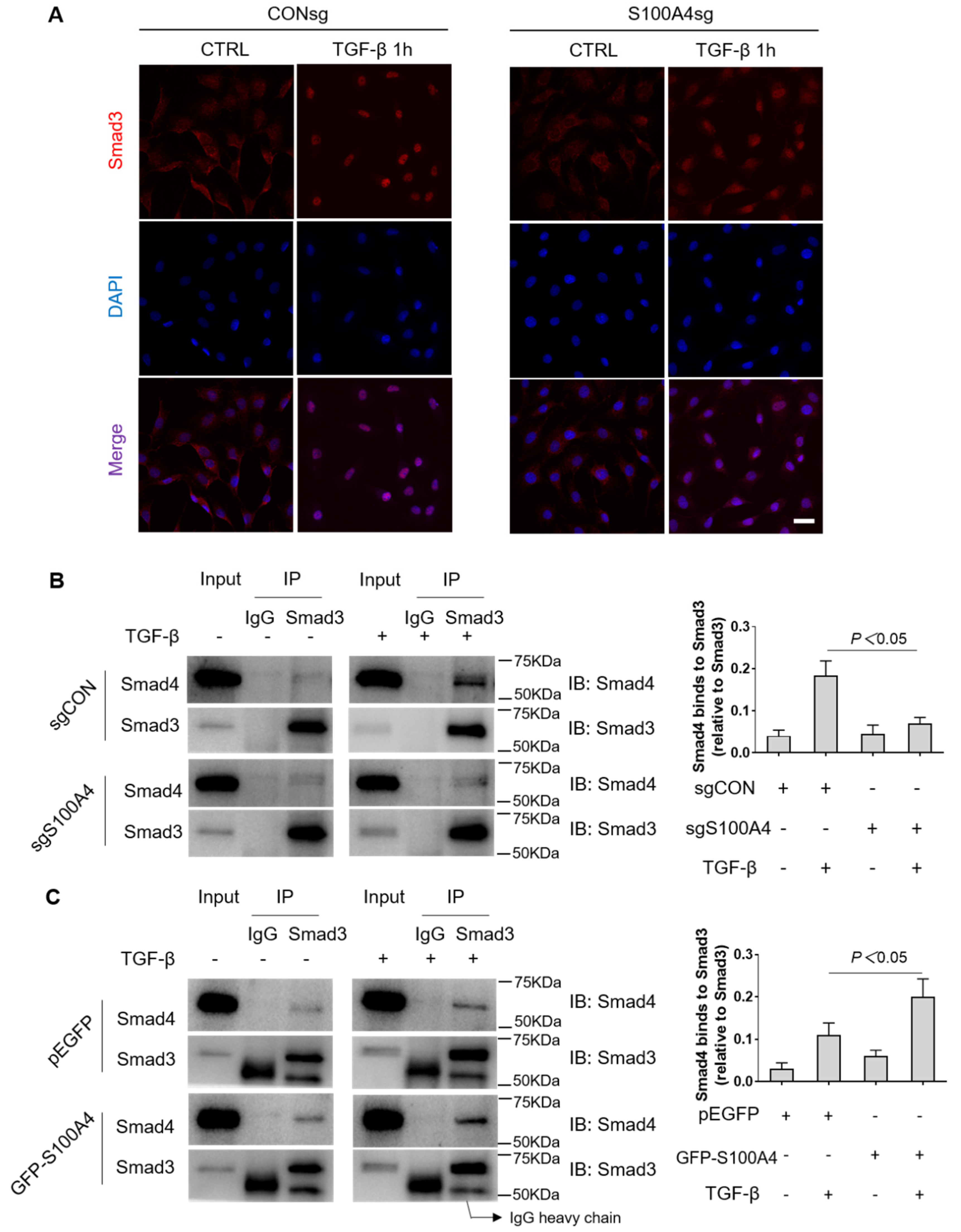 Cells 11 02762 g005 Cells 11 02762 g005