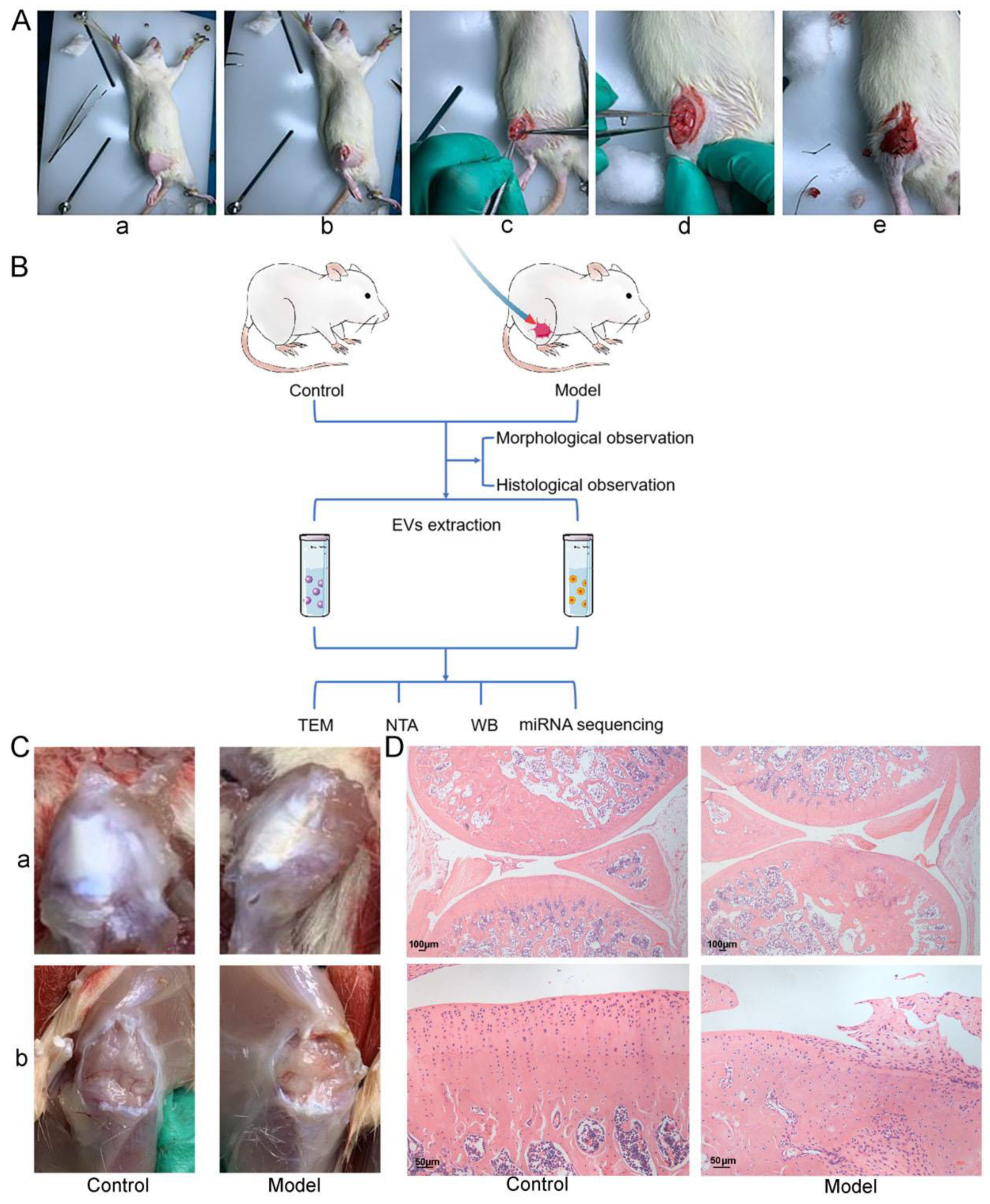 Cells 11 02766 g001 550