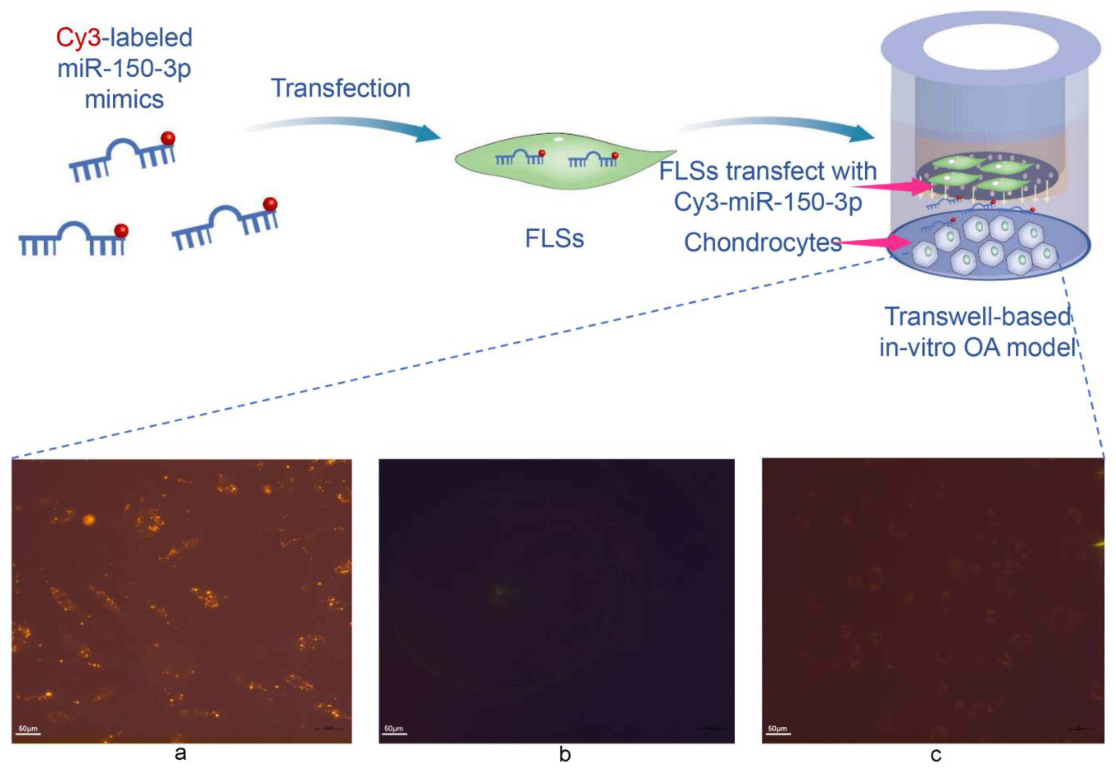 Cells 11 02766 g006 550