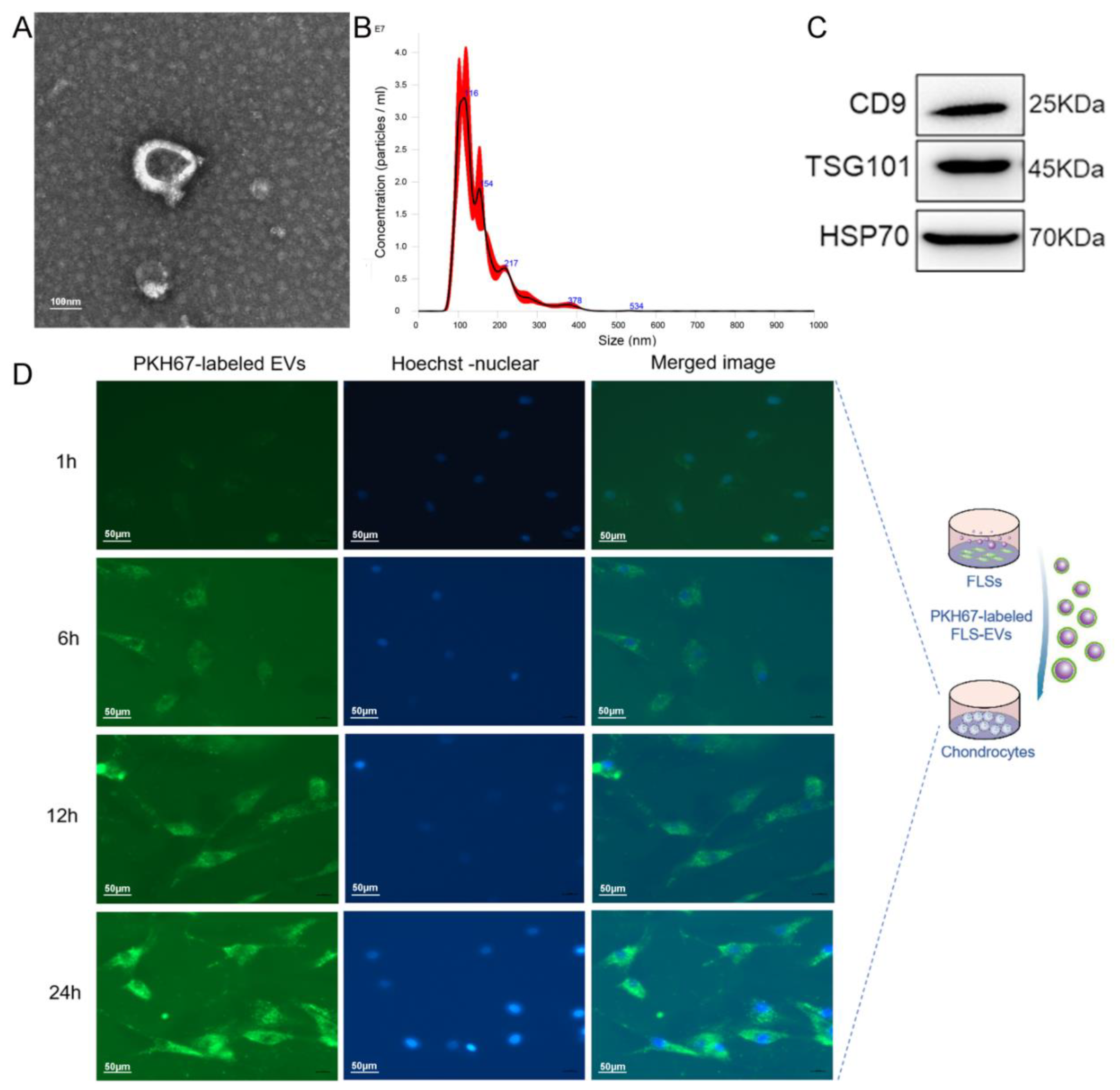 Cells 11 02766 g007 550