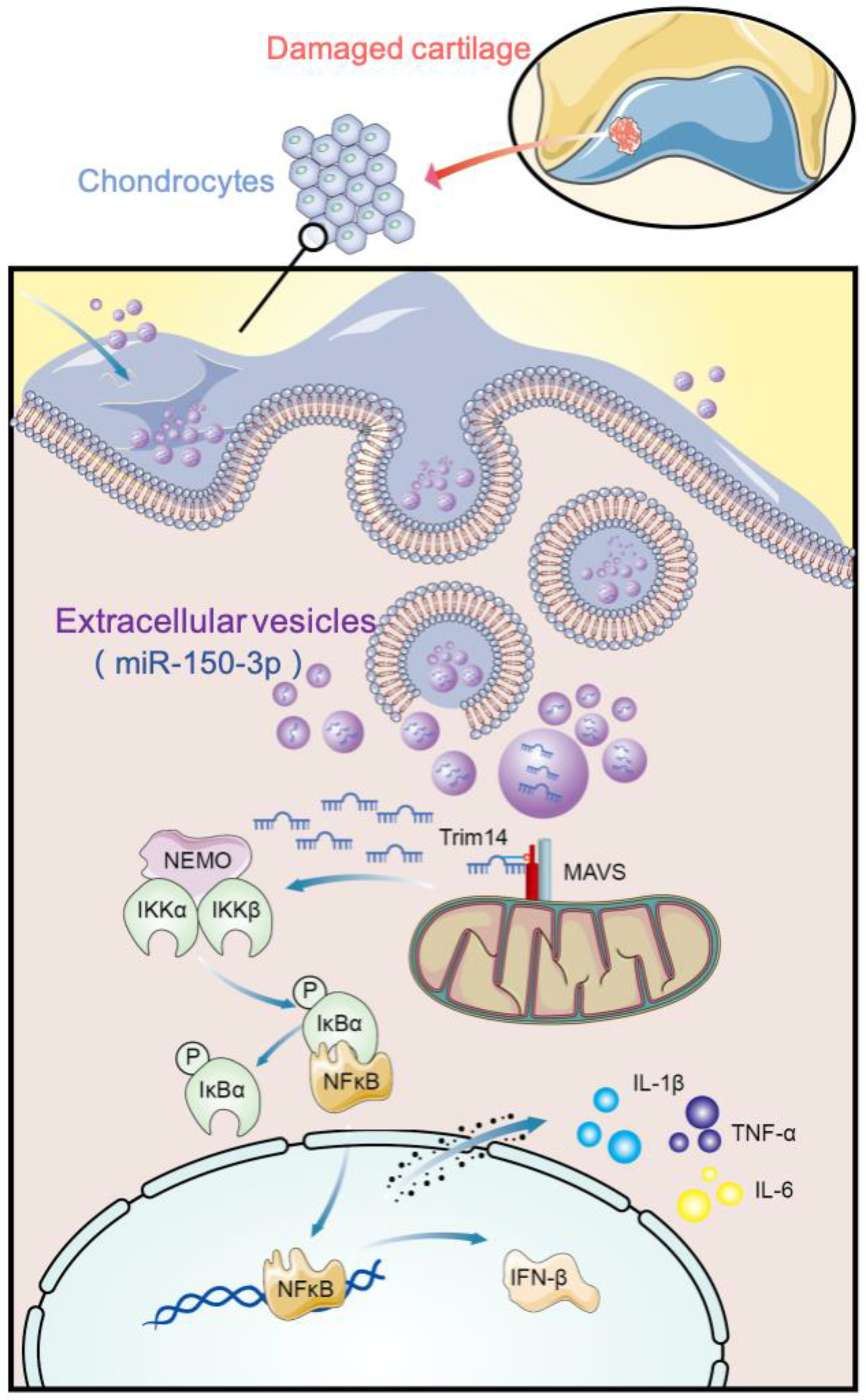 Cells 11 02766 g013 550