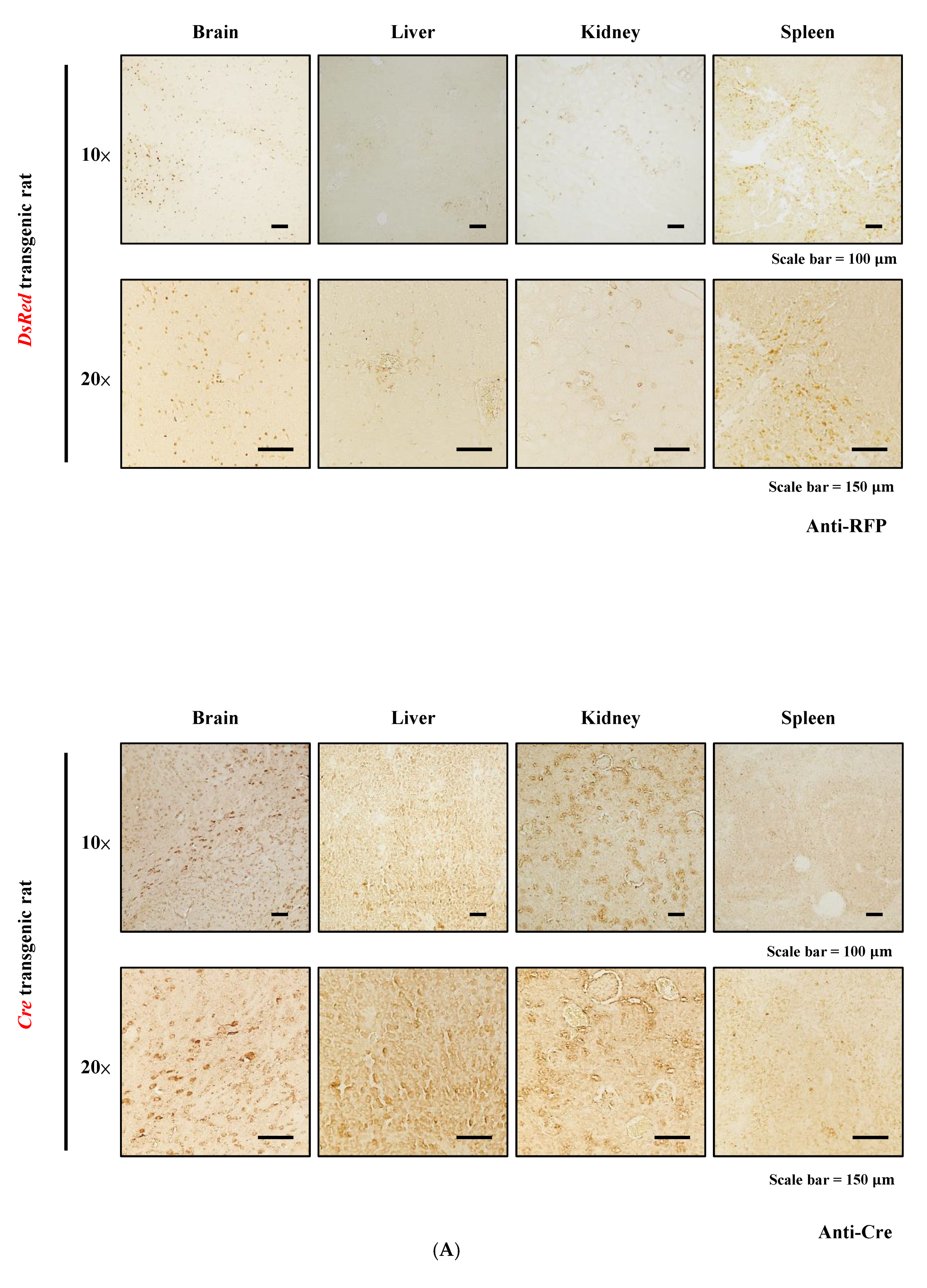 Cells 11 02769 g001a Cells 11 02769 g001a