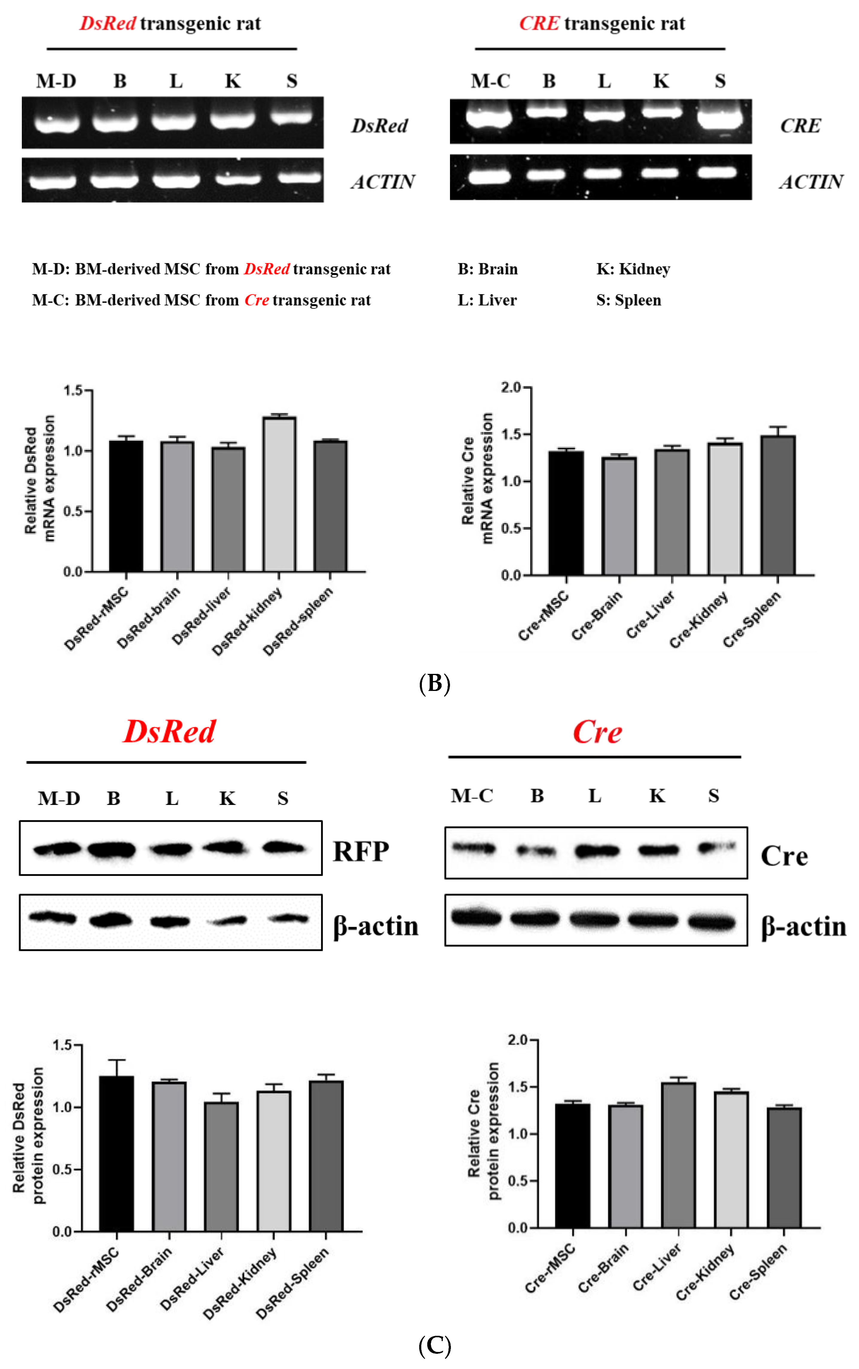 Cells 11 02769 g001b Cells 11 02769 g001b