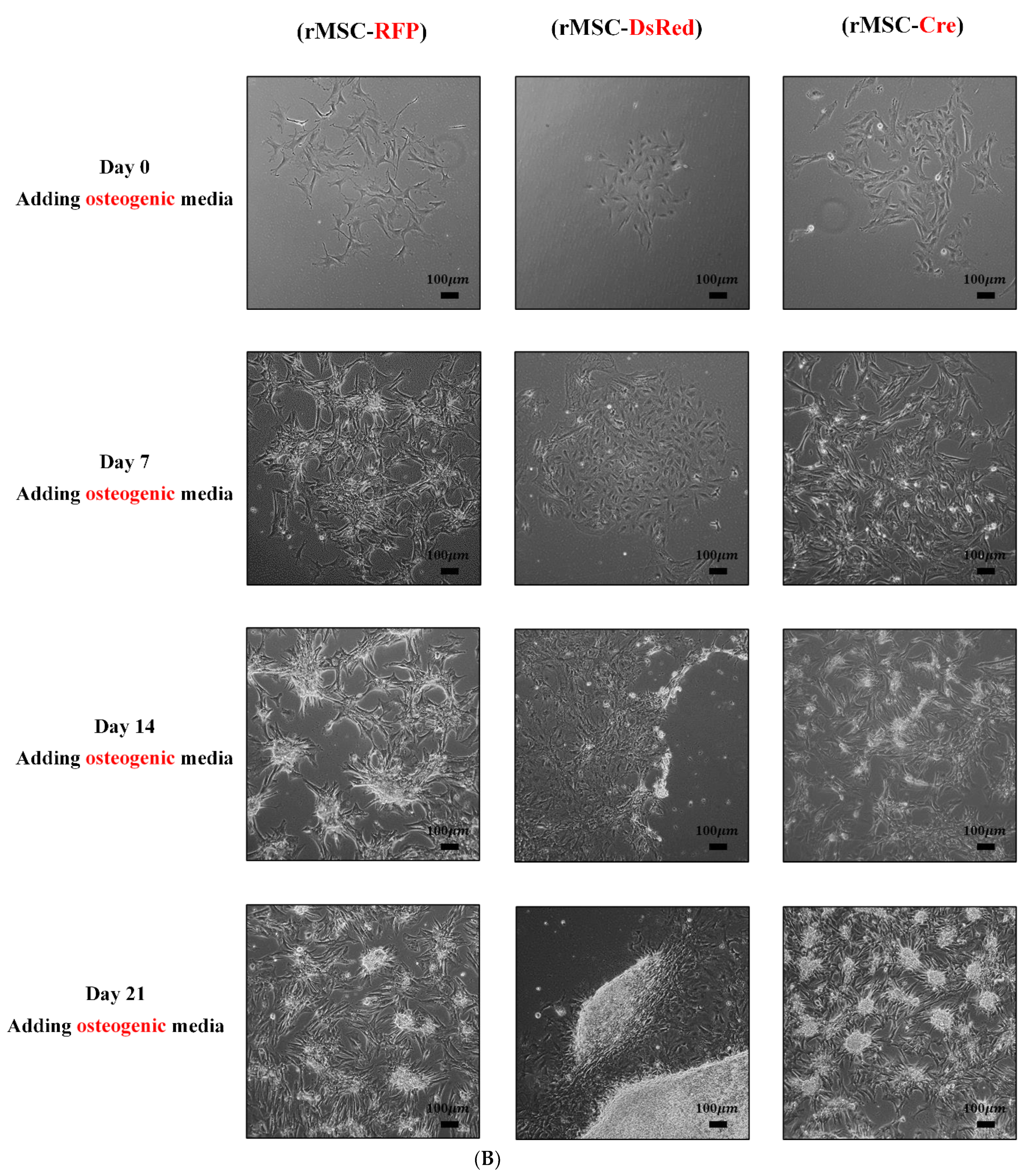 Cells 11 02769 g004b Cells 11 02769 g004b