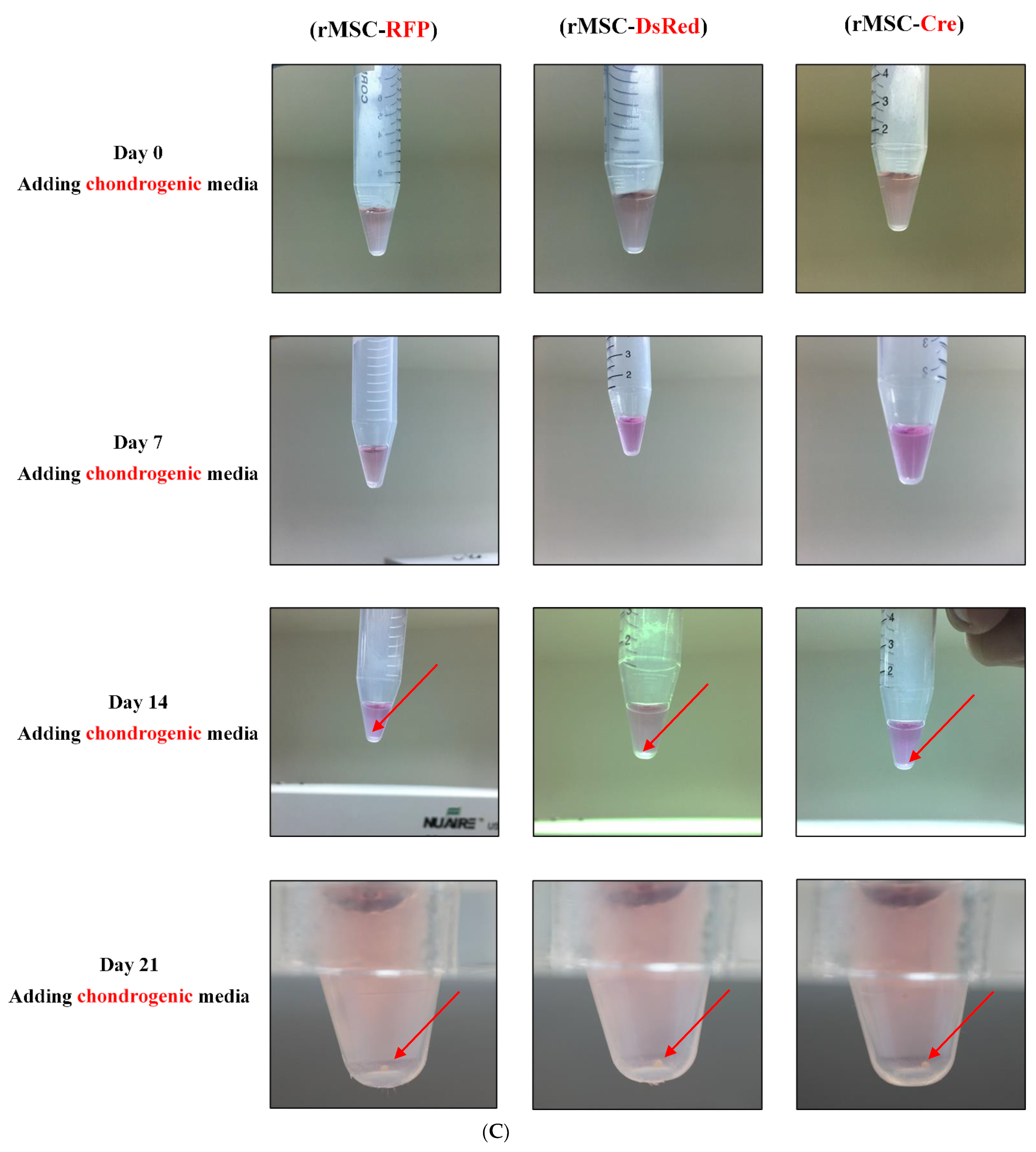 Cells 11 02769 g004c Cells 11 02769 g004c