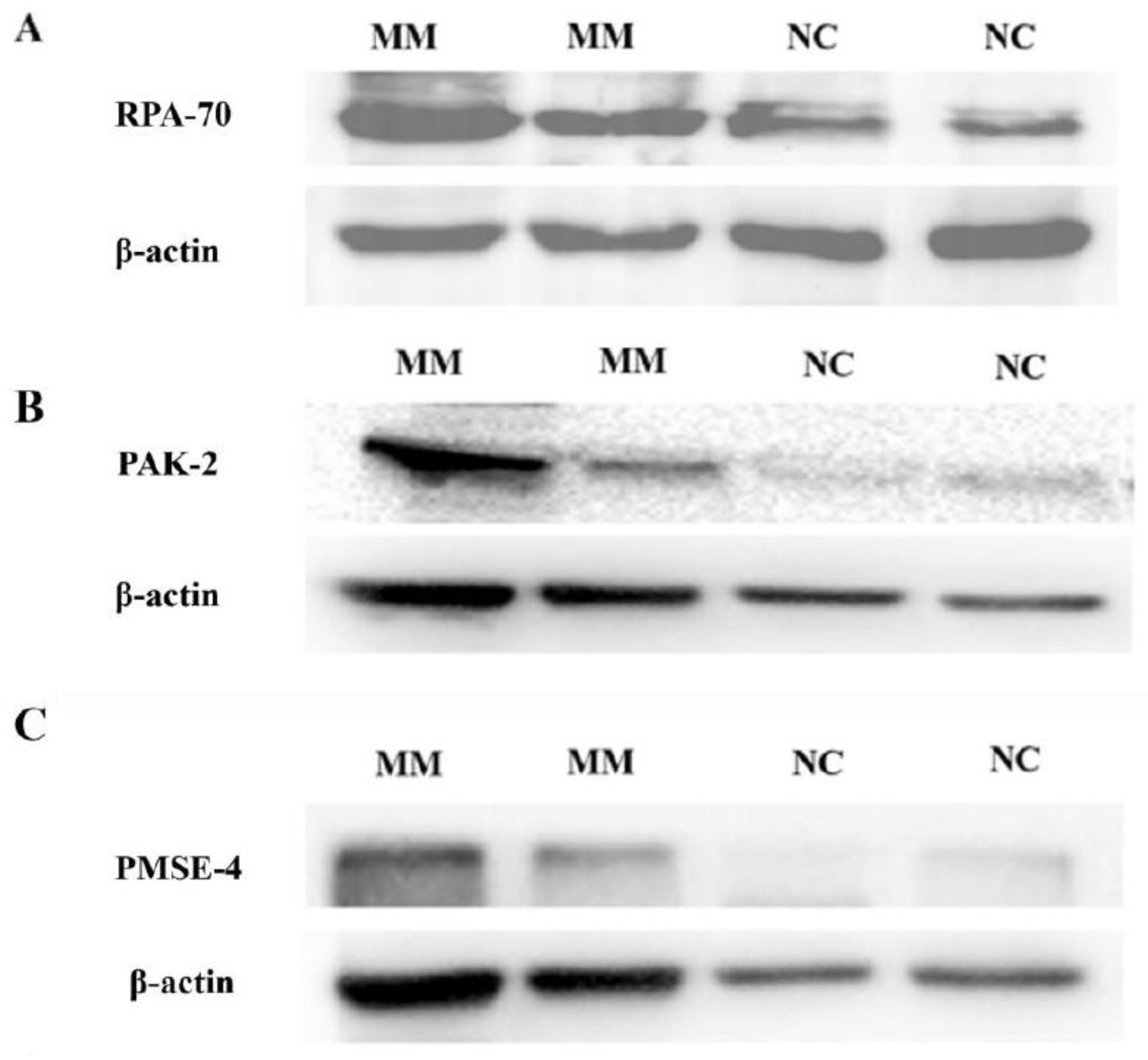 Cells 11 02772 g005a
