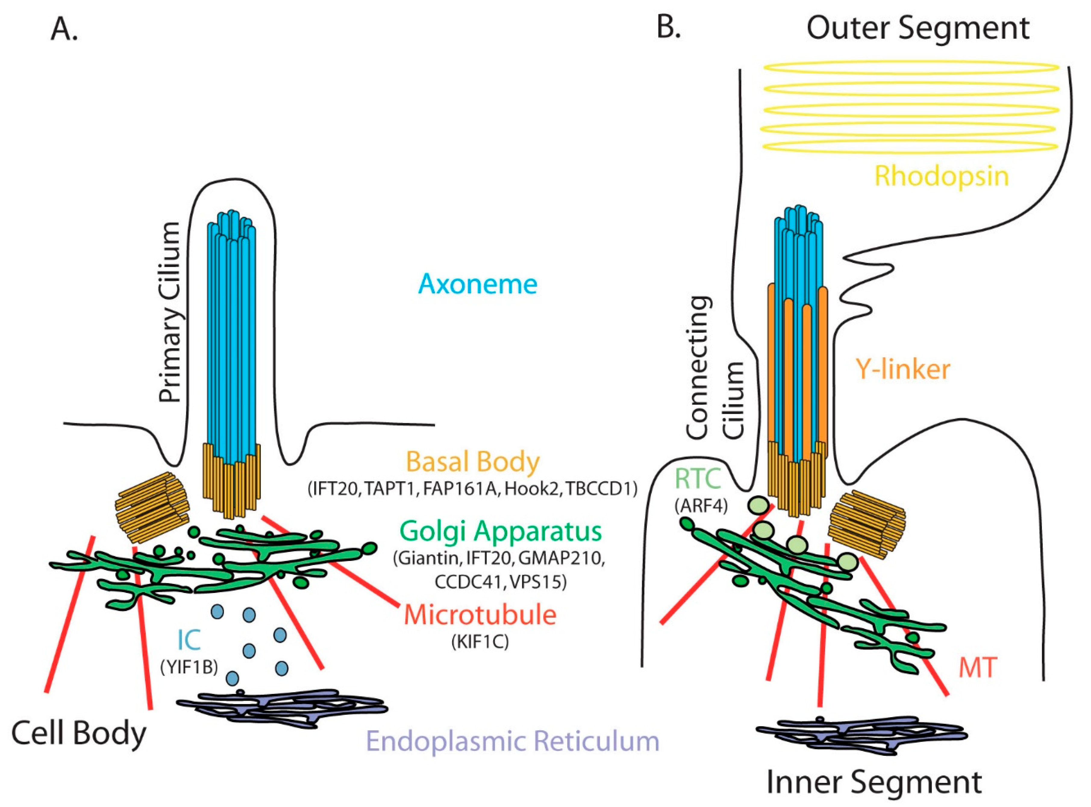 golgi apparatus dysfunction