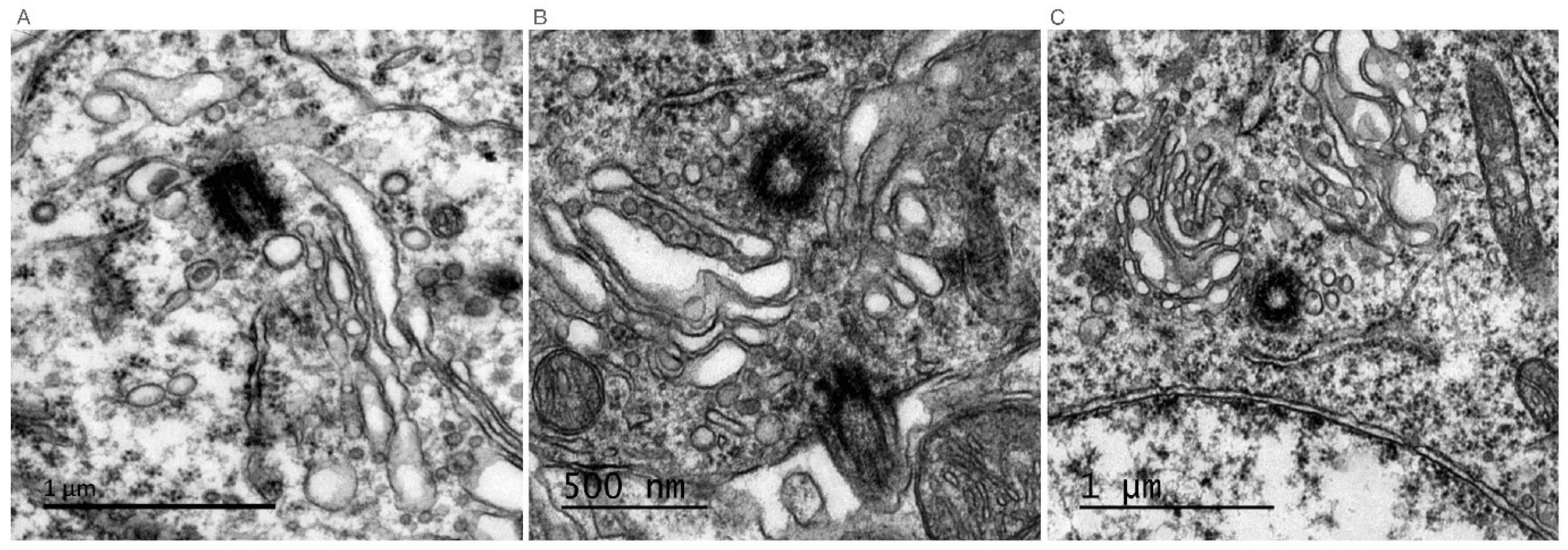 Cells 11 02773 g002 Cells 11 02773 g002