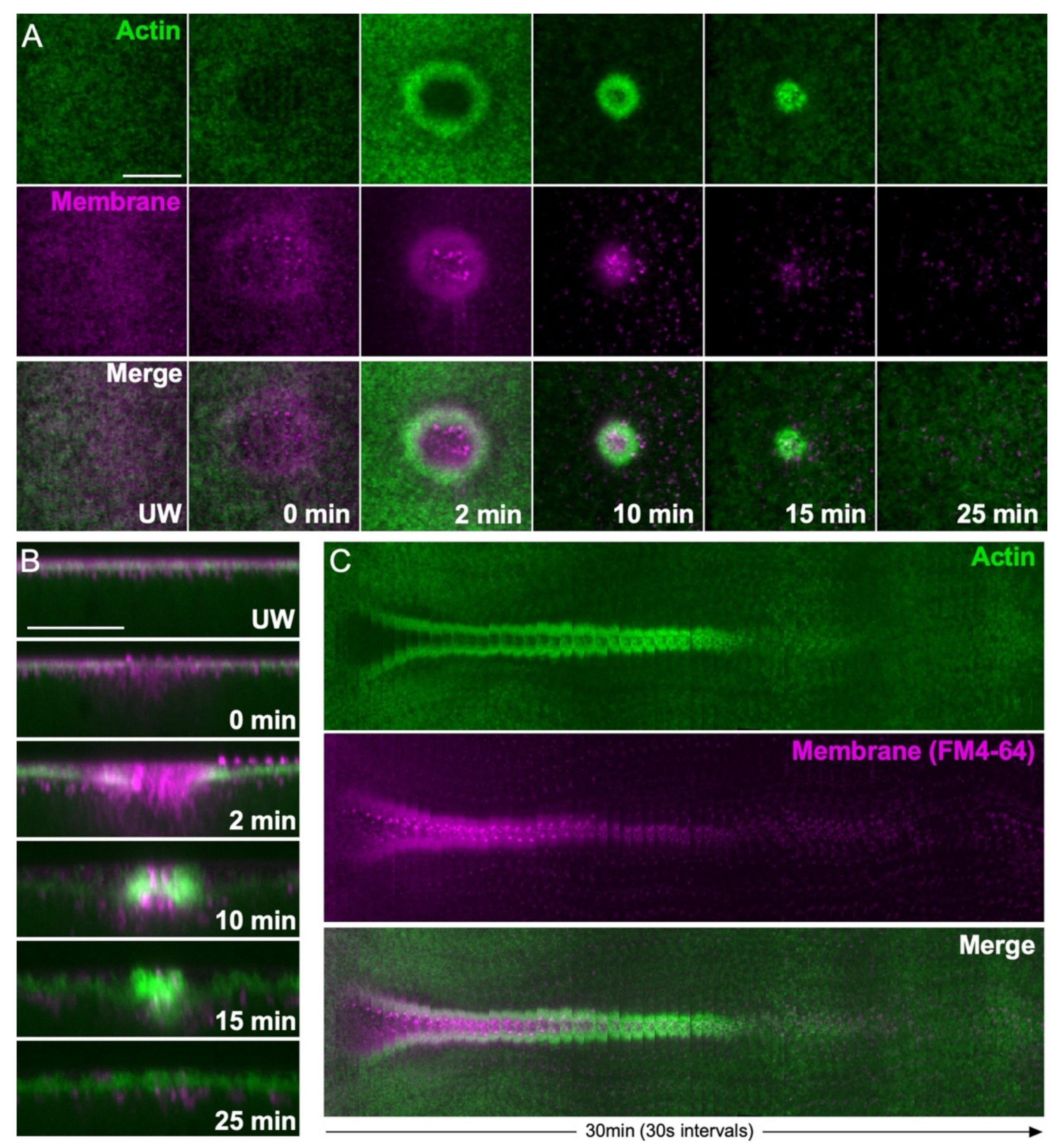 Cells 11 02777 g002 Cells 11 02777 g002