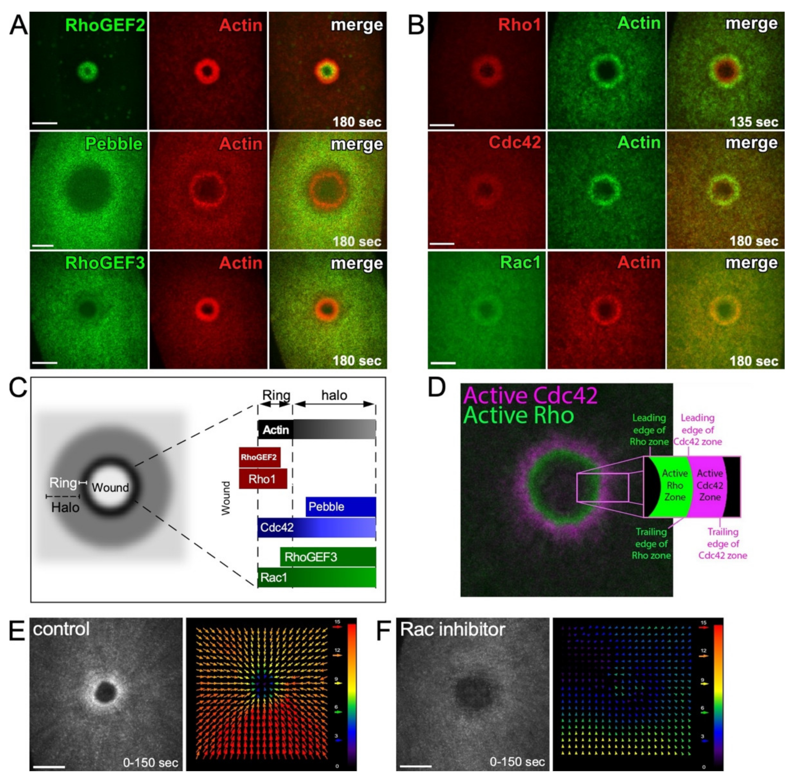 Cells 11 02777 g003 Cells 11 02777 g003