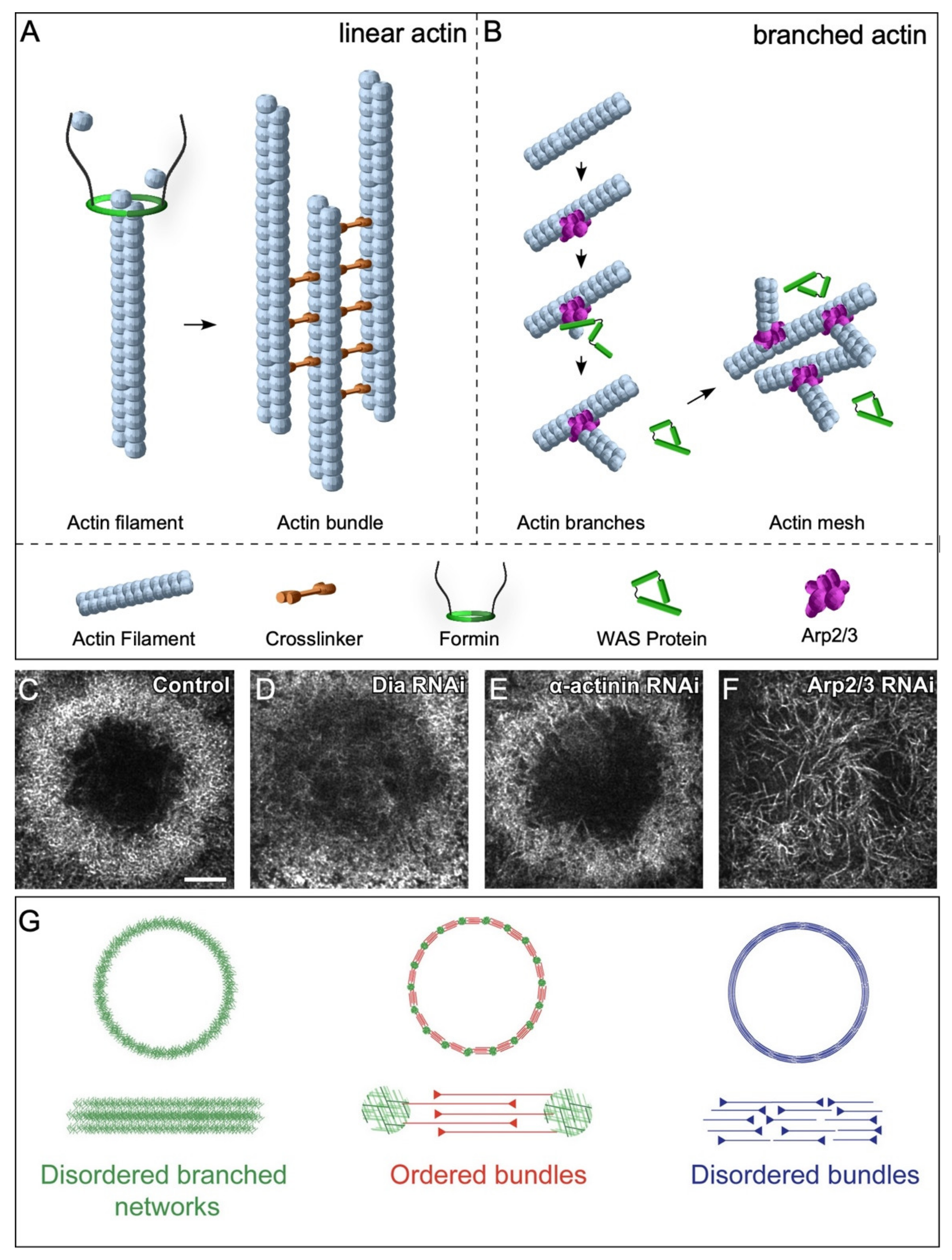 Cells 11 02777 g004 Cells 11 02777 g004