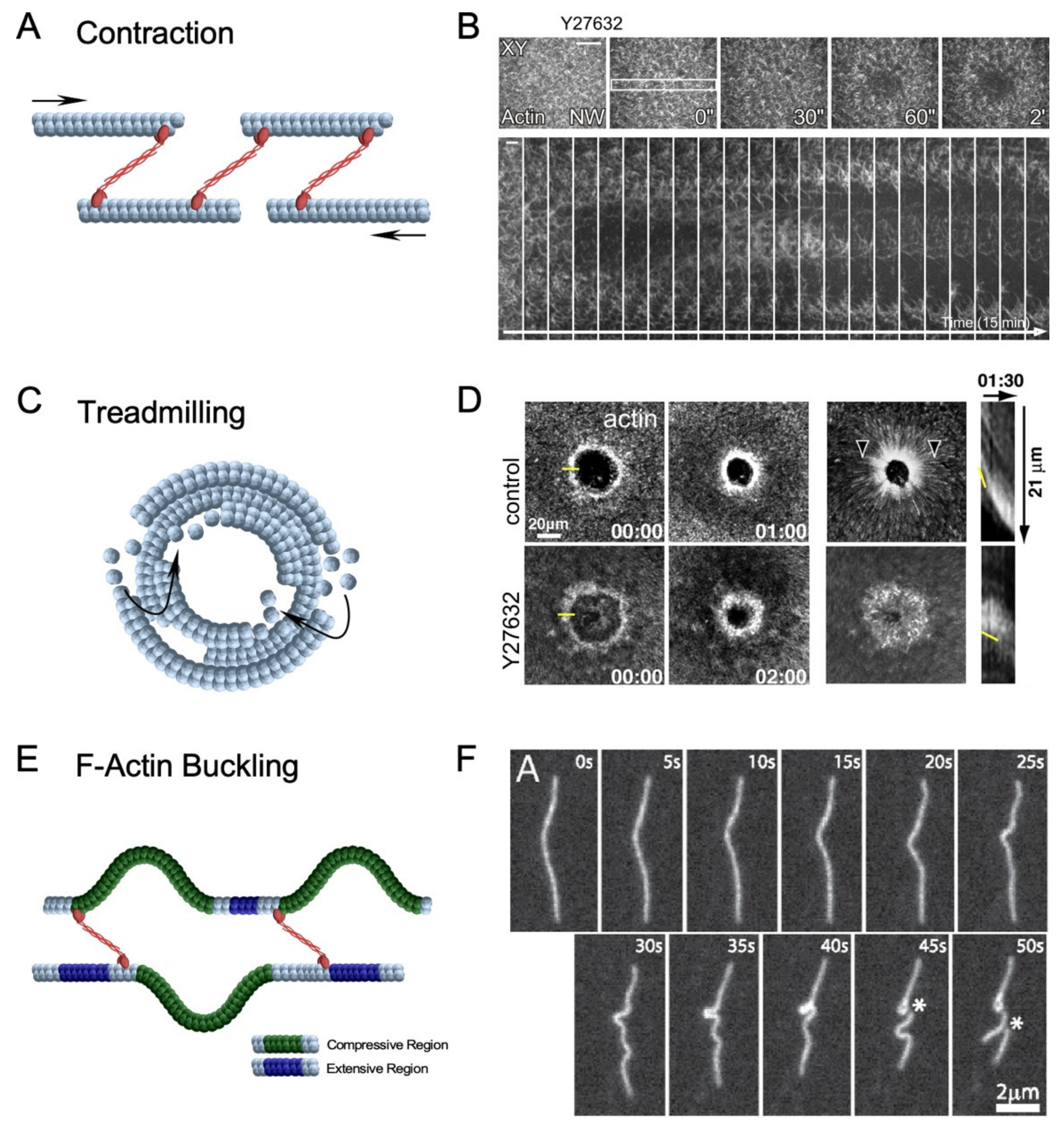 Cells 11 02777 g005 Cells 11 02777 g005