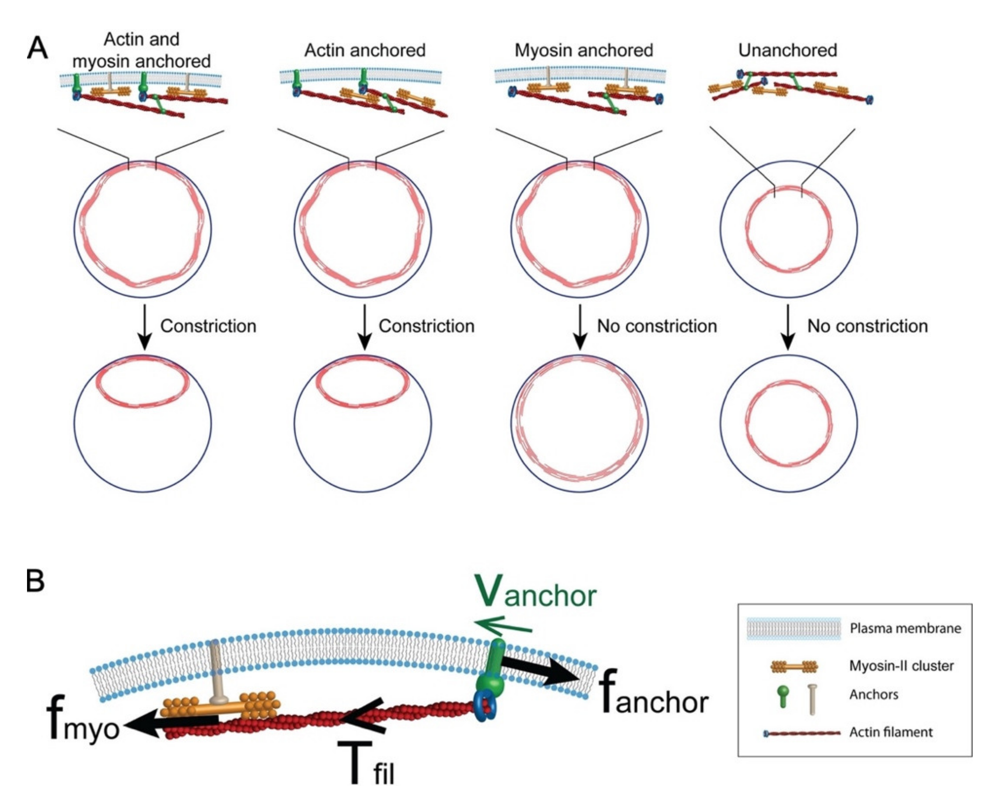 Cells 11 02777 g006 Cells 11 02777 g006
