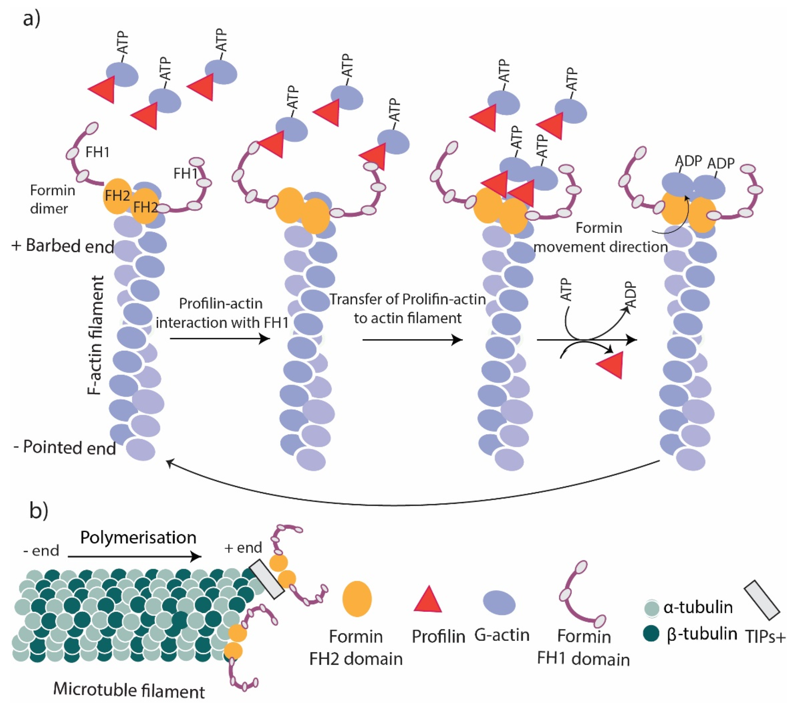 Cells 11 02779 g002 Cells 11 02779 g002
