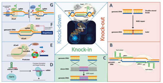 Genome Editing Approaches with CRISPR/Cas9 for Cancer Treatment ...