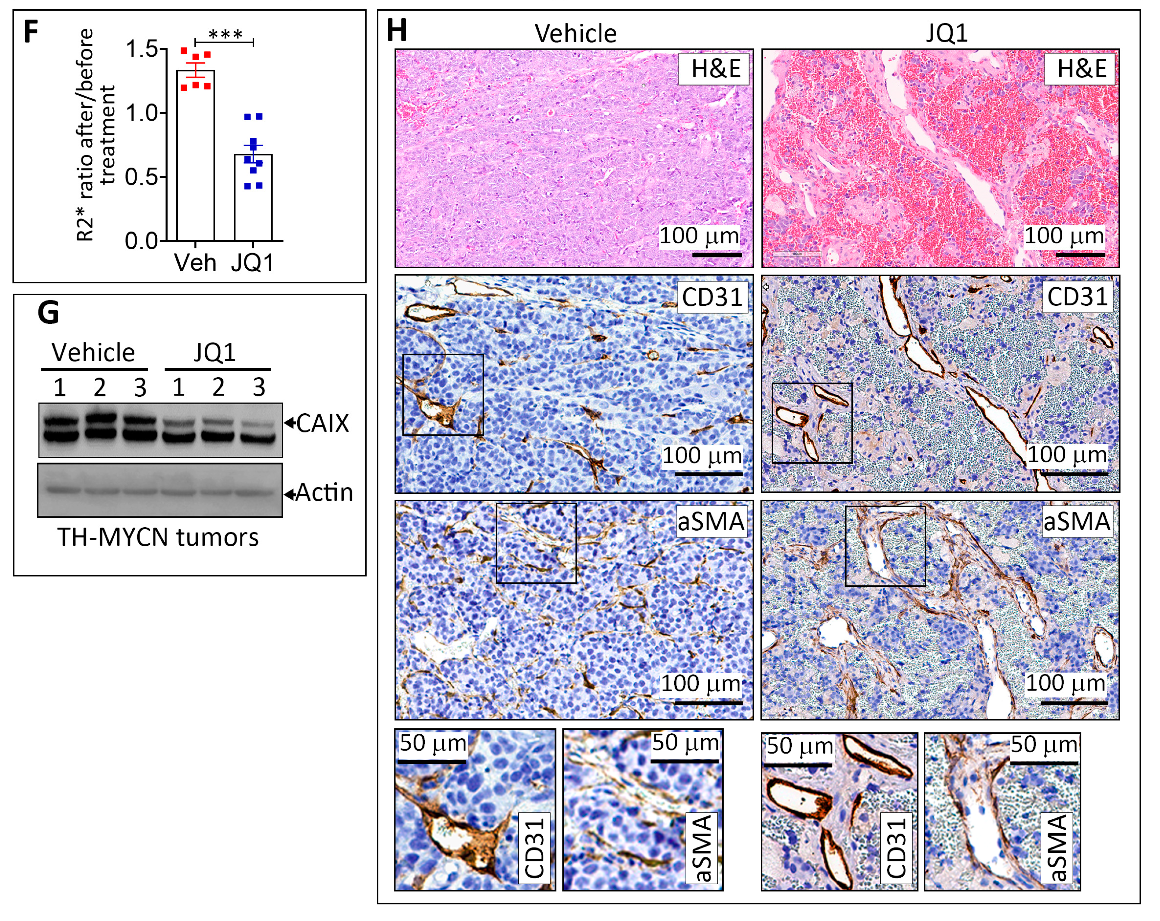 Cells 11 02783 g002b