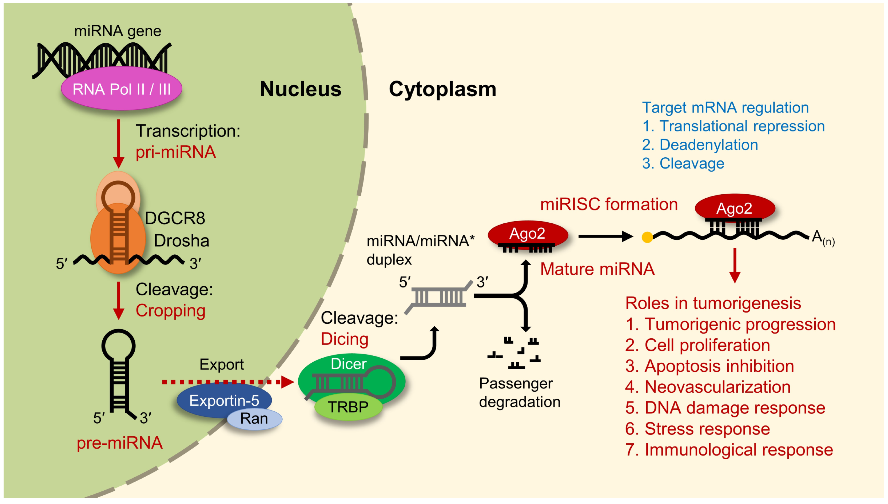 MicroRNA-411 and Its 5′-IsomiR Have Distinct Targets and Functions