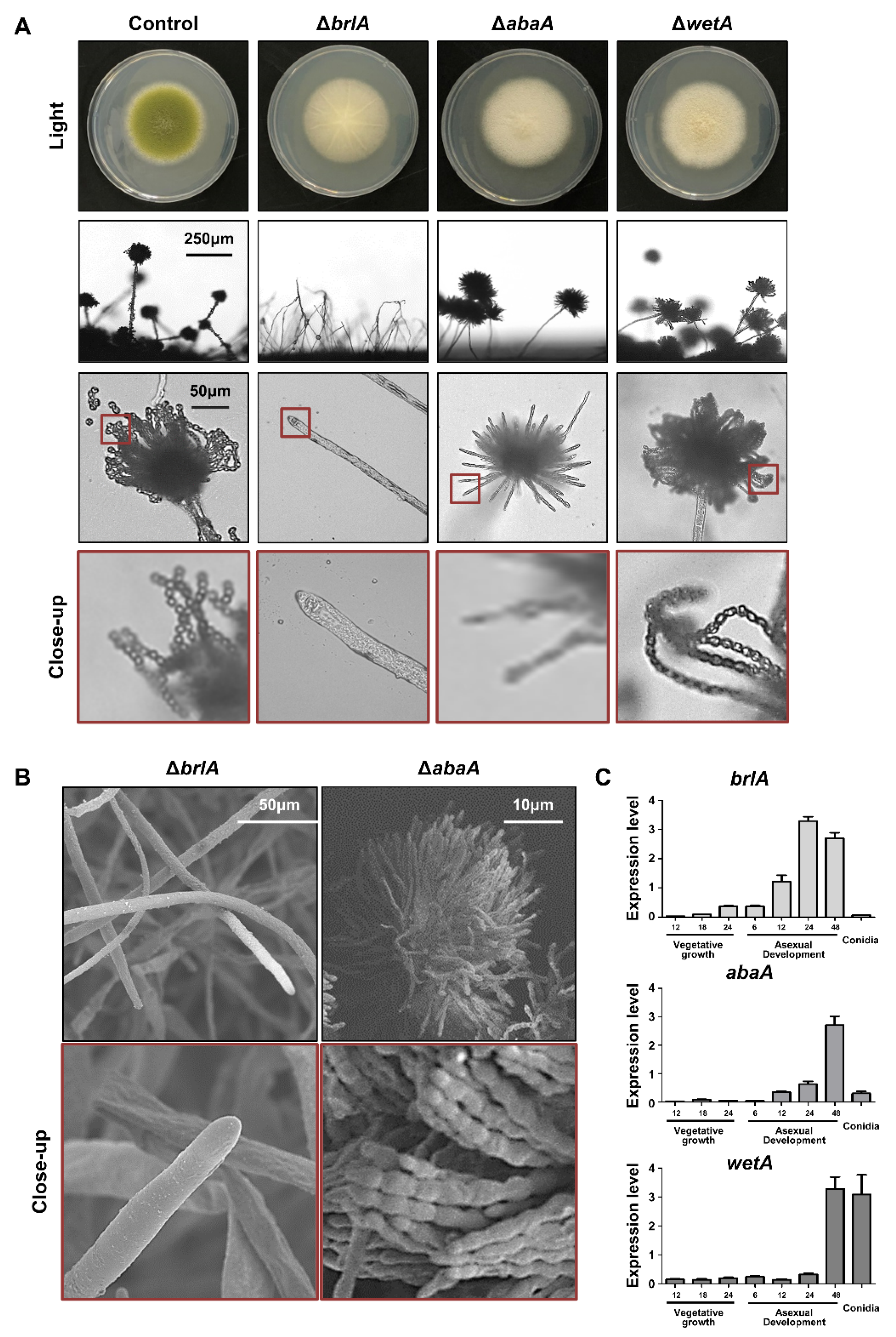 Cells 11 02796 g002 550