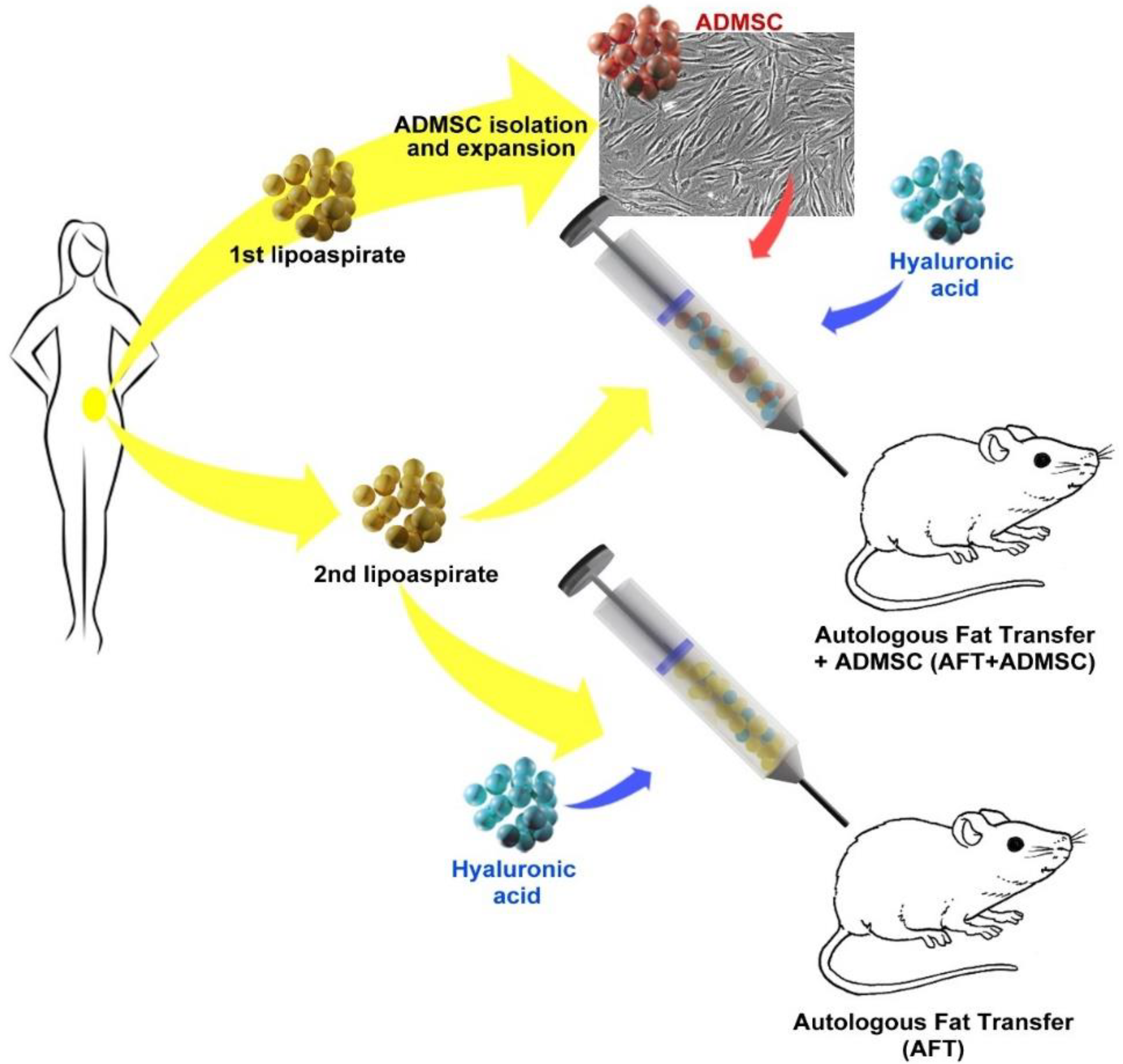 Cells 11 02799 g002 550