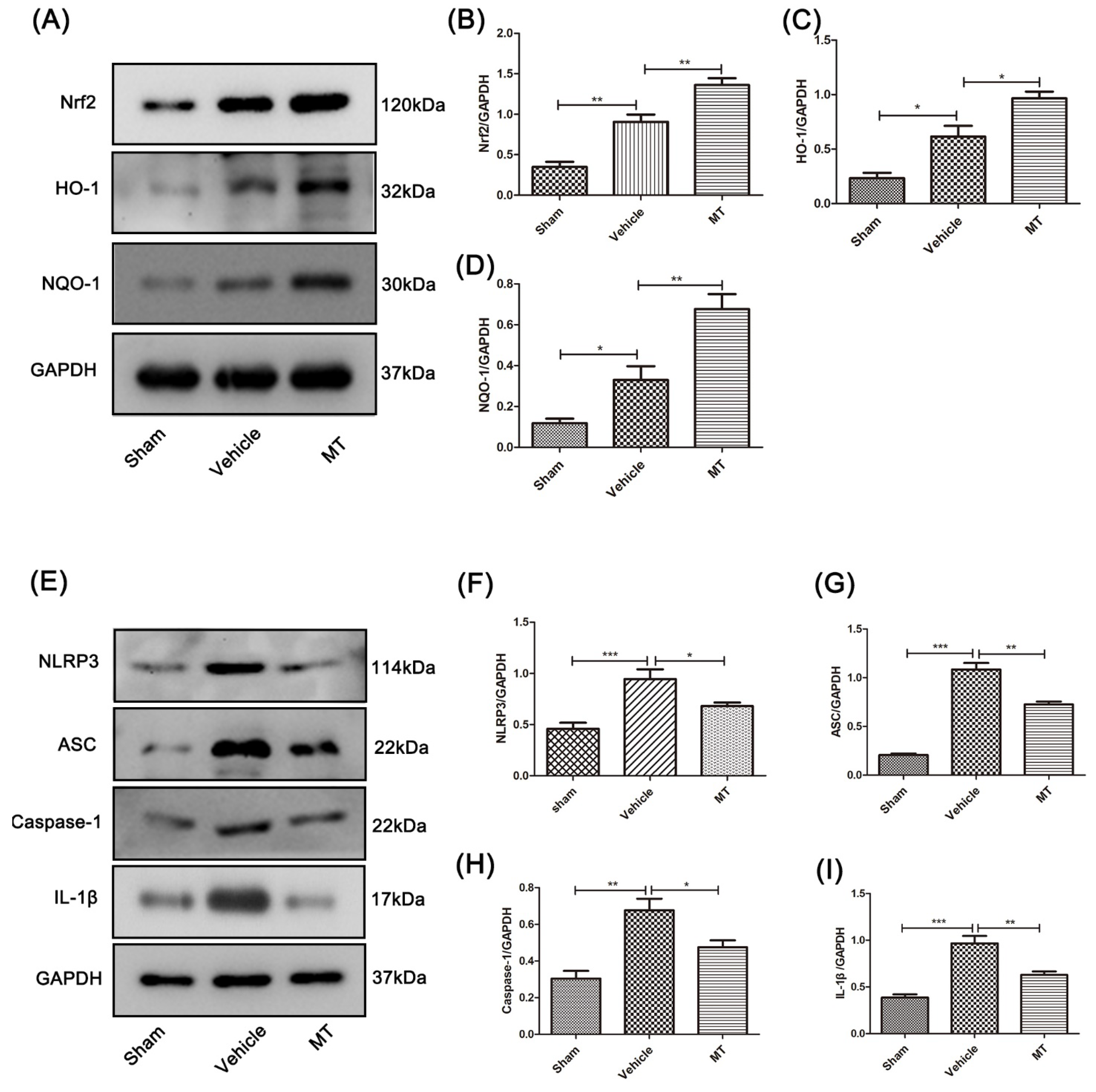Cells 11 02809 g003 550