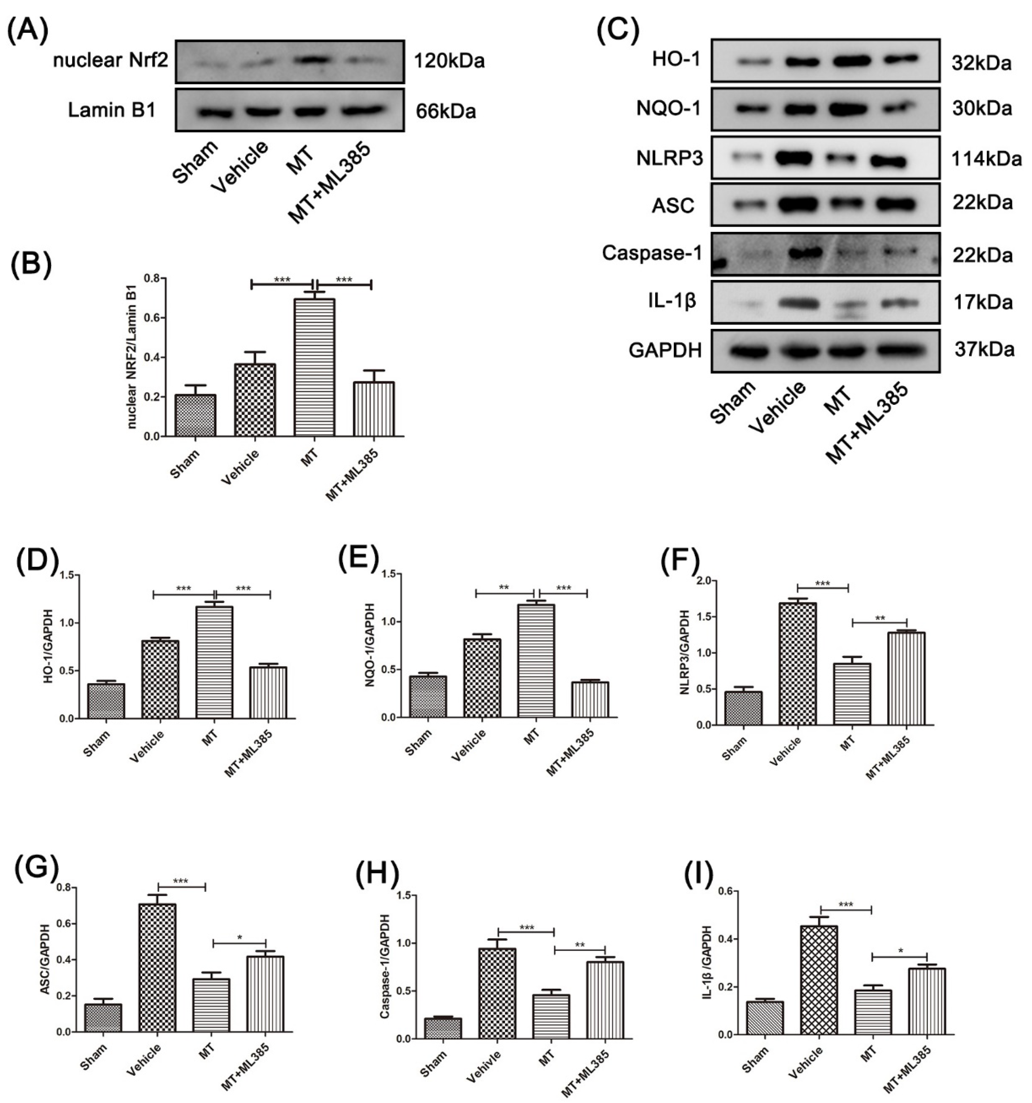 Cells 11 02809 g005 550