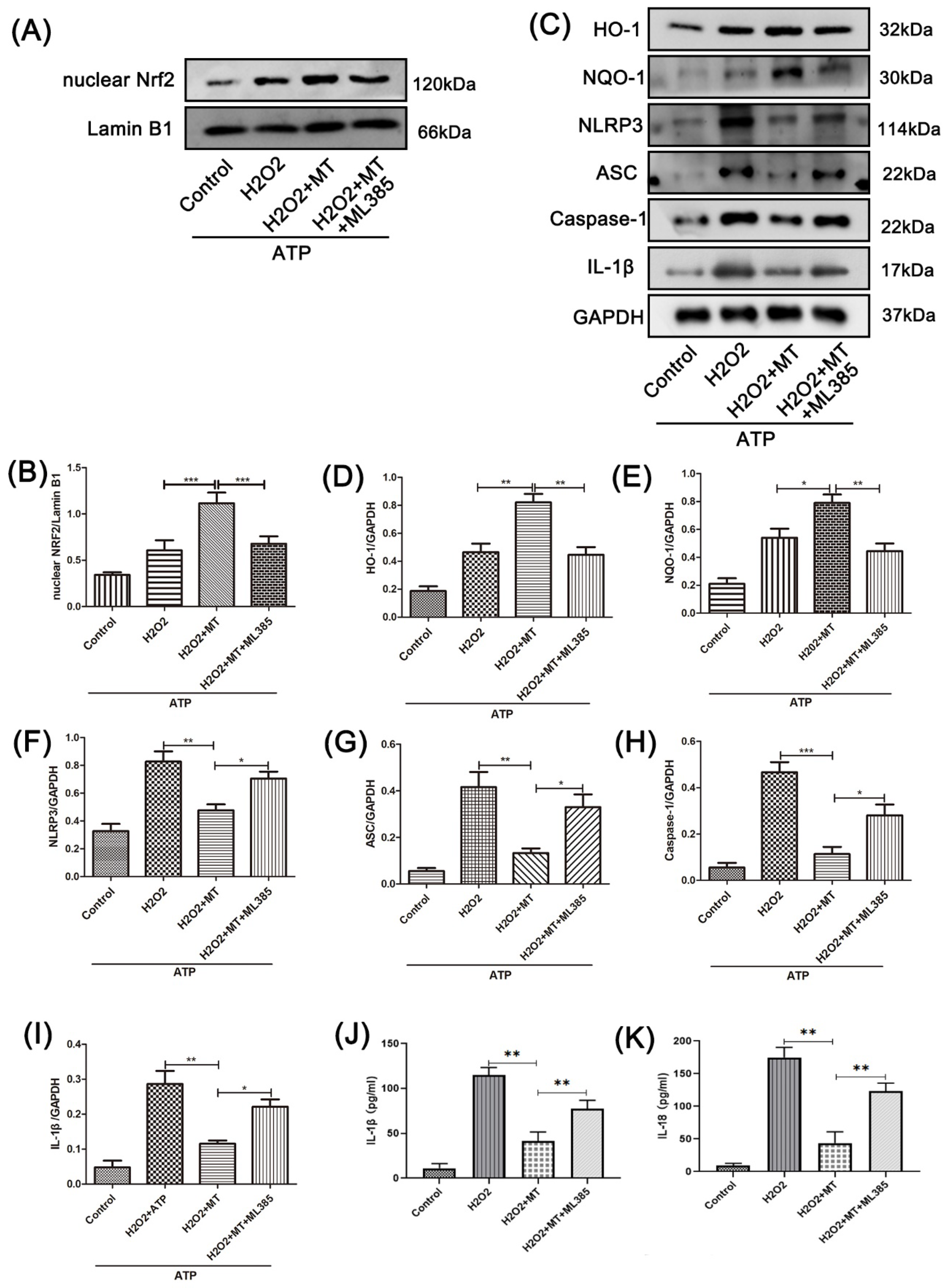 Cells 11 02809 g007 550
