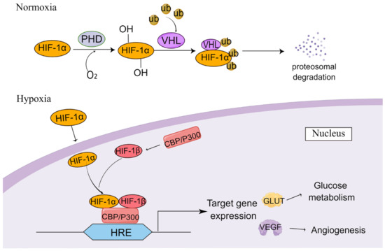 chain様 Regulating the Expression of HIF-1α or lncRNA: Potential