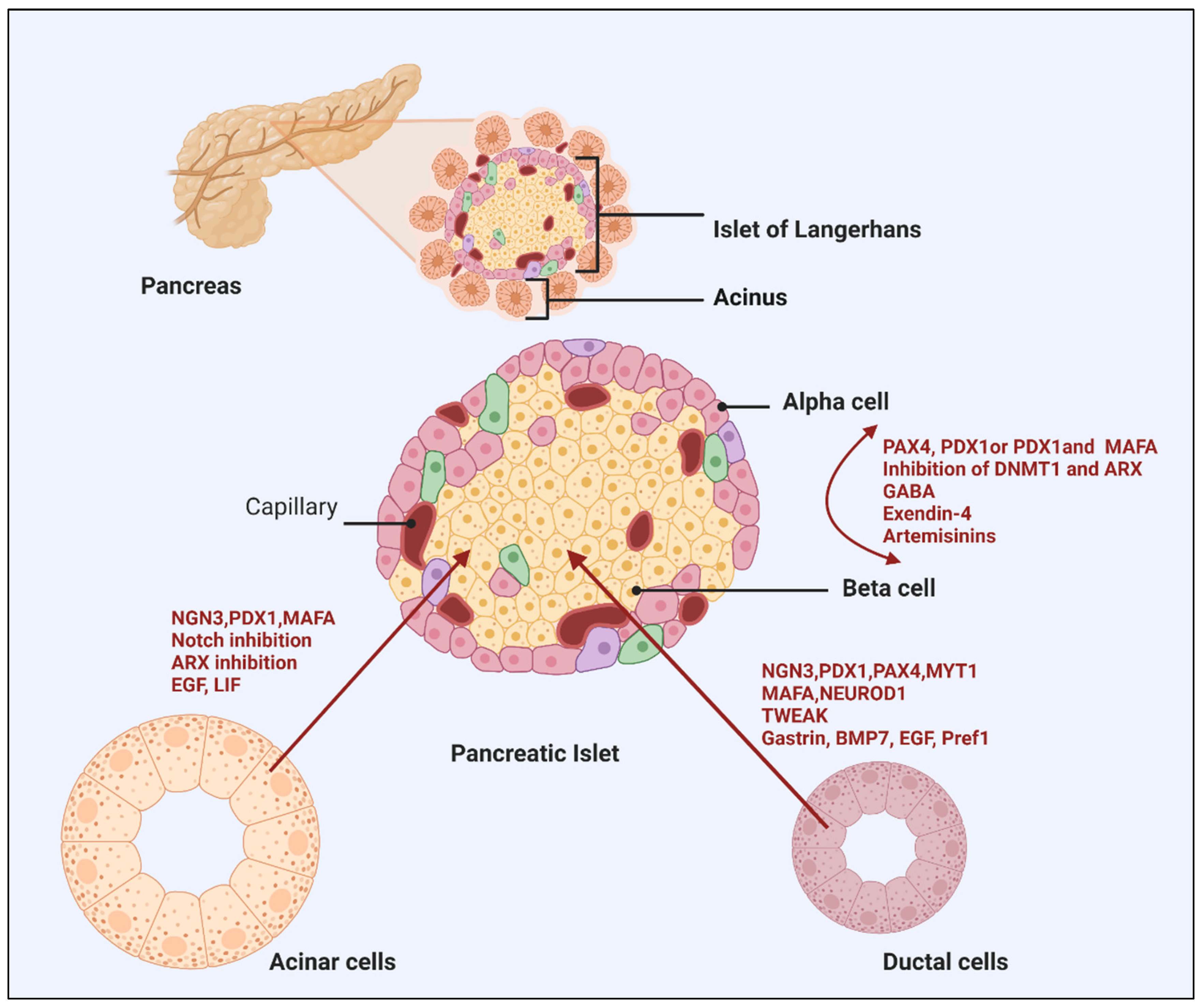Cells 11 02813 g002 Cells 11 02813 g002