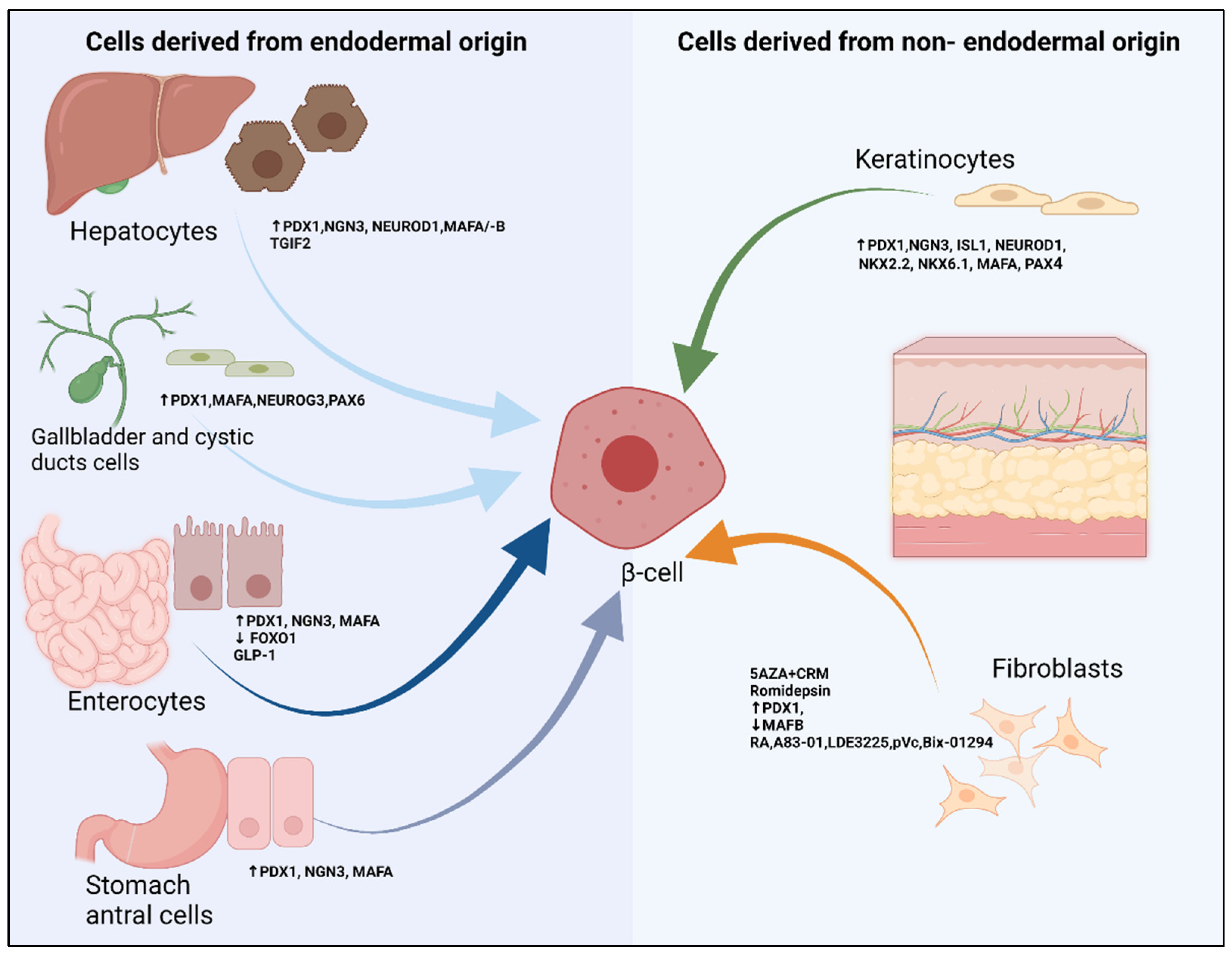 Cells 11 02813 g003 Cells 11 02813 g003