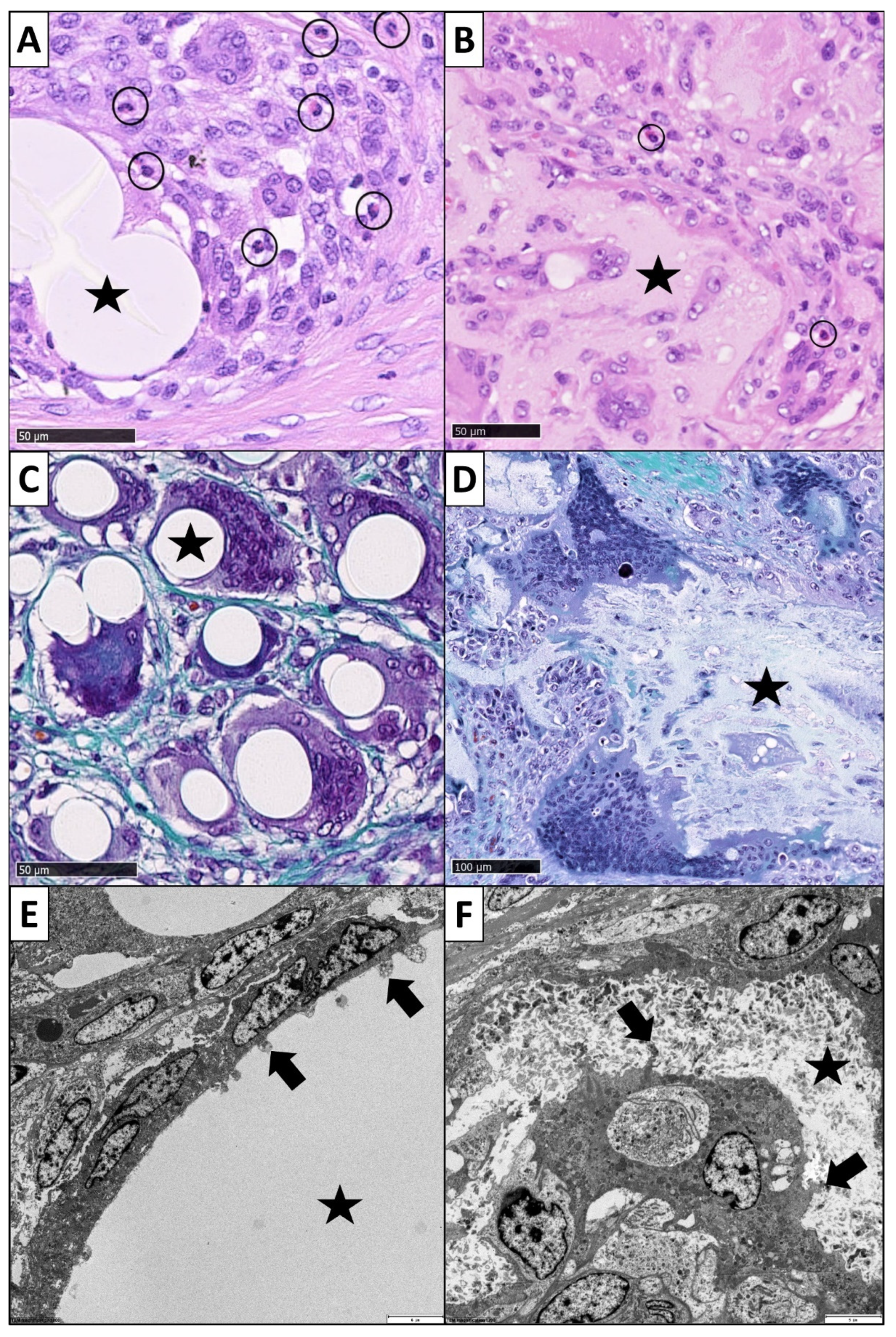 Cells 11 02834 g003 550