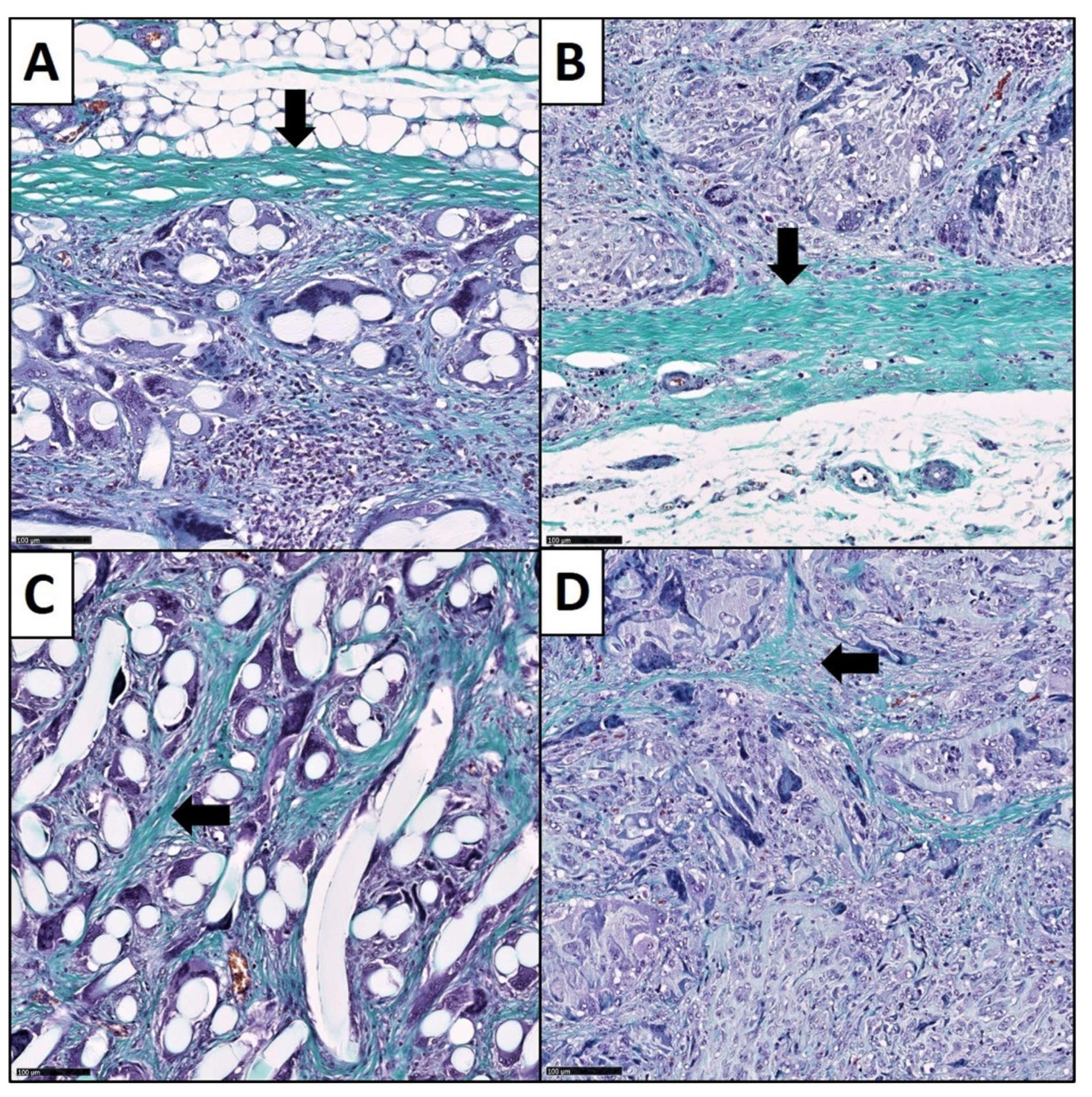 Cells 11 02834 g004 550