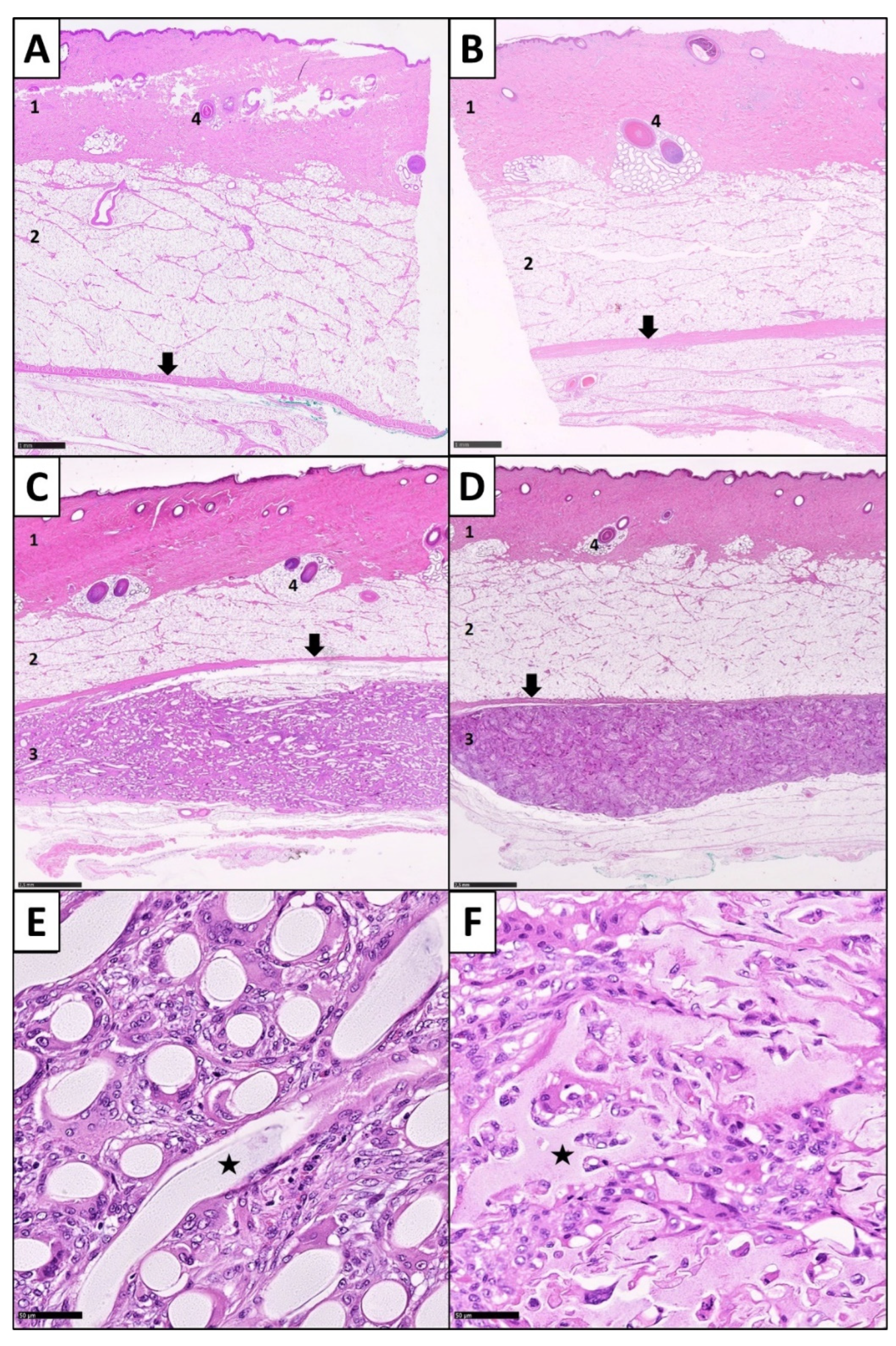 Cells 11 02834 g005 550