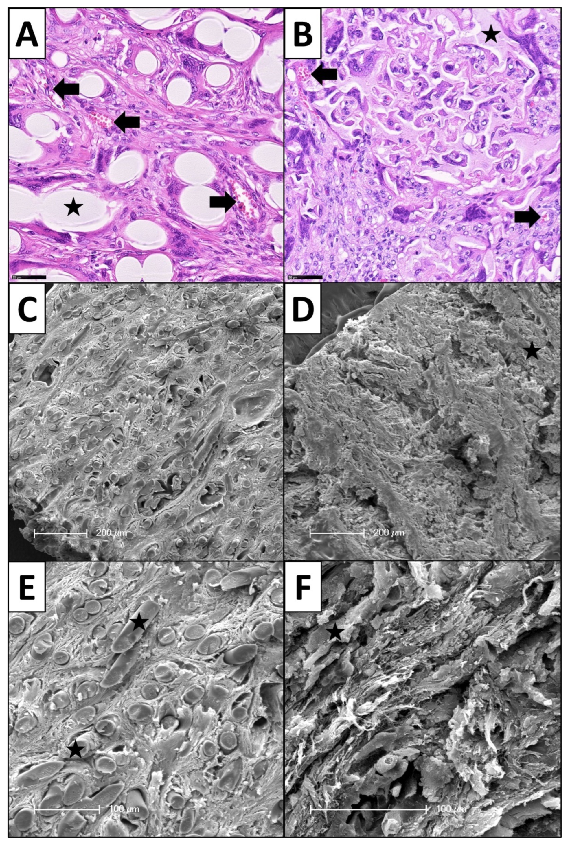 Cells 11 02834 g006 550