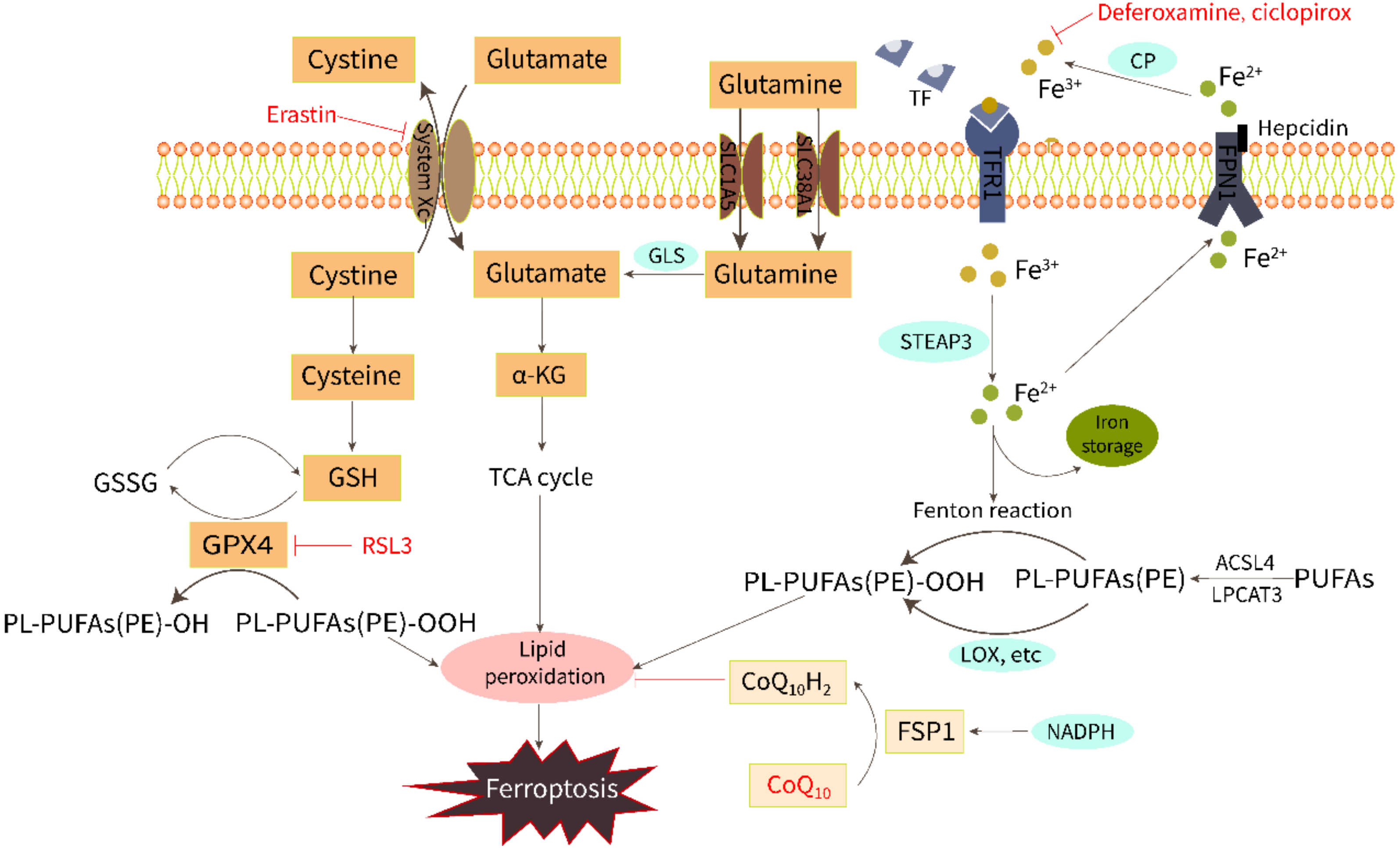 Cells 11 02842 g001 Cells 11 02842 g001